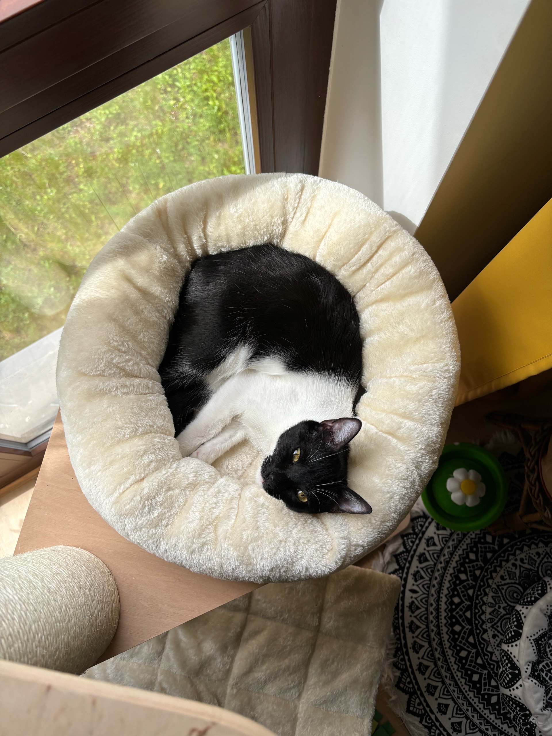 Thomas (thomasinters3ct.lens) Lens social identity (.lens handle) PFP