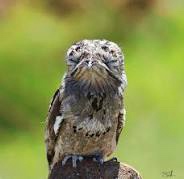 Angel Portal (urutau.lens) Lens social identity (.lens handle) PFP