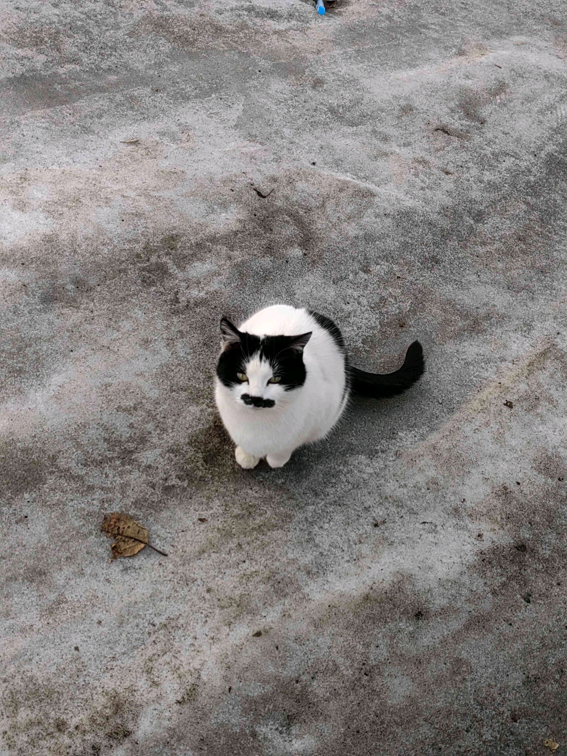 Arthur (nanonext.lens) Lens social identity (.lens handle) PFP