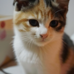 Westley (westin.lens) Lens social identity (.lens handle) PFP