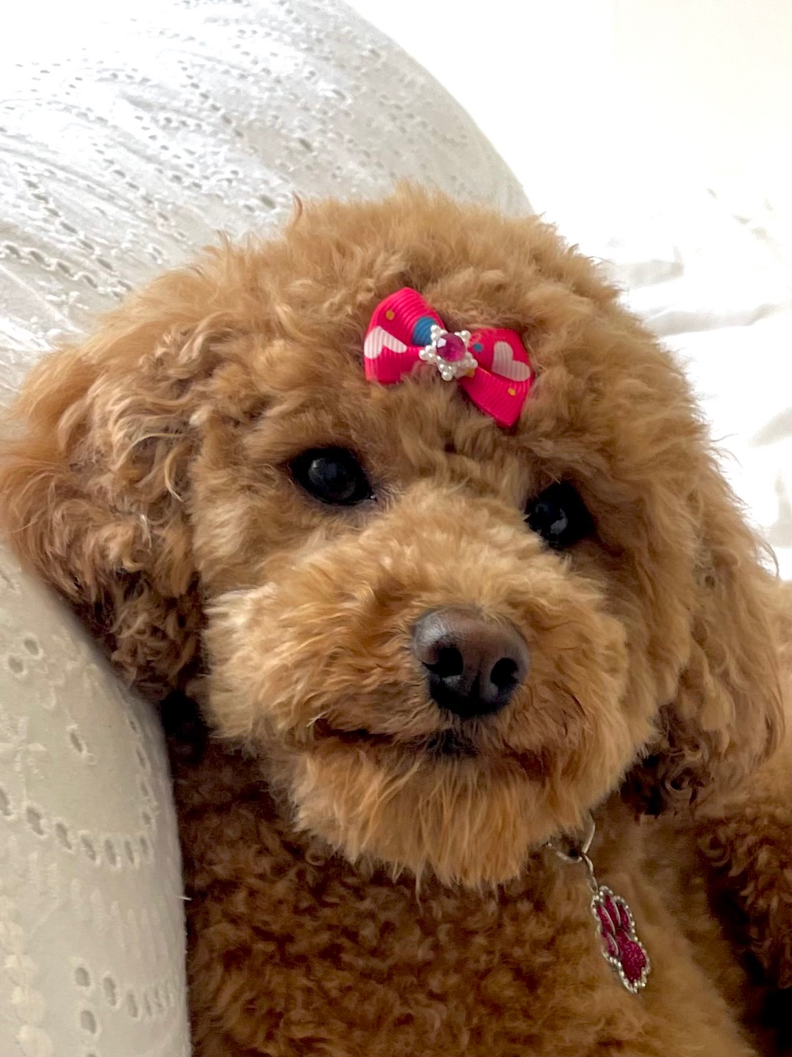 Lily (babylily.lens) Lens social identity (.lens handle) PFP