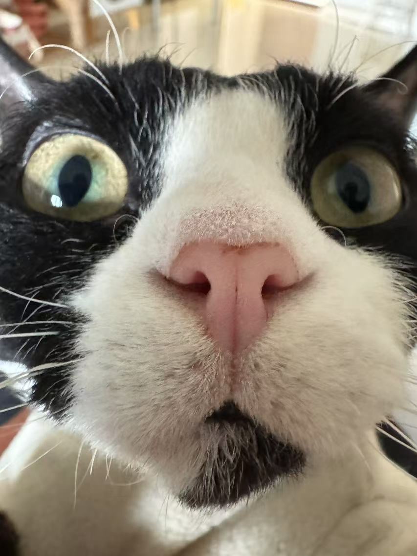 BlackNut (blacknut.lens) Lens social identity (.lens handle) PFP