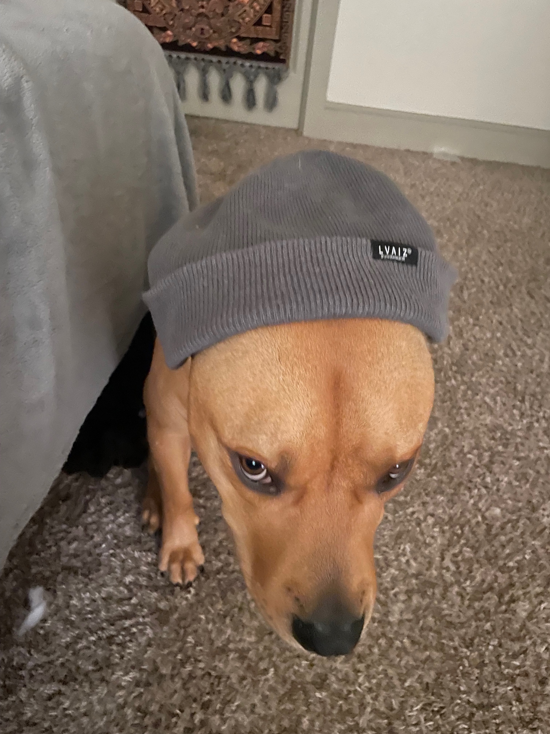 Julian (jdawg.lens) Lens social identity (.lens handle) PFP