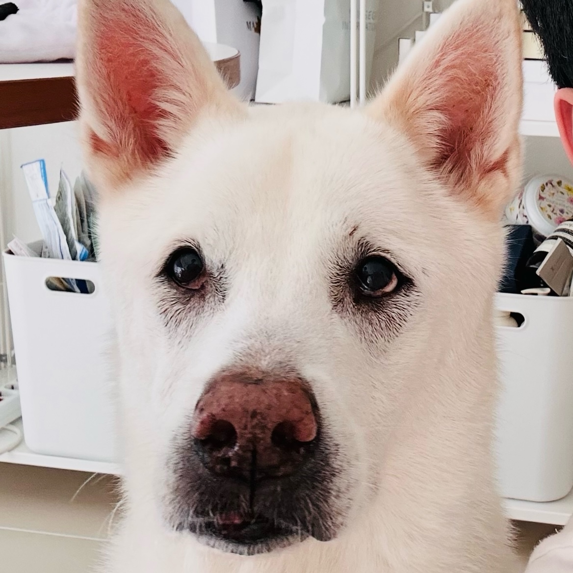 fakedev9999 (fakedev9999.lens) Lens social identity (.lens handle) PFP