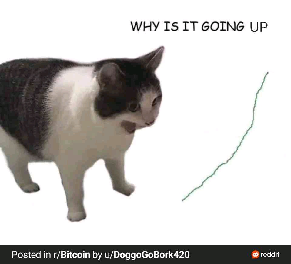 Ongki.ad (ongkiad.lens) Lens social identity (.lens handle) PFP