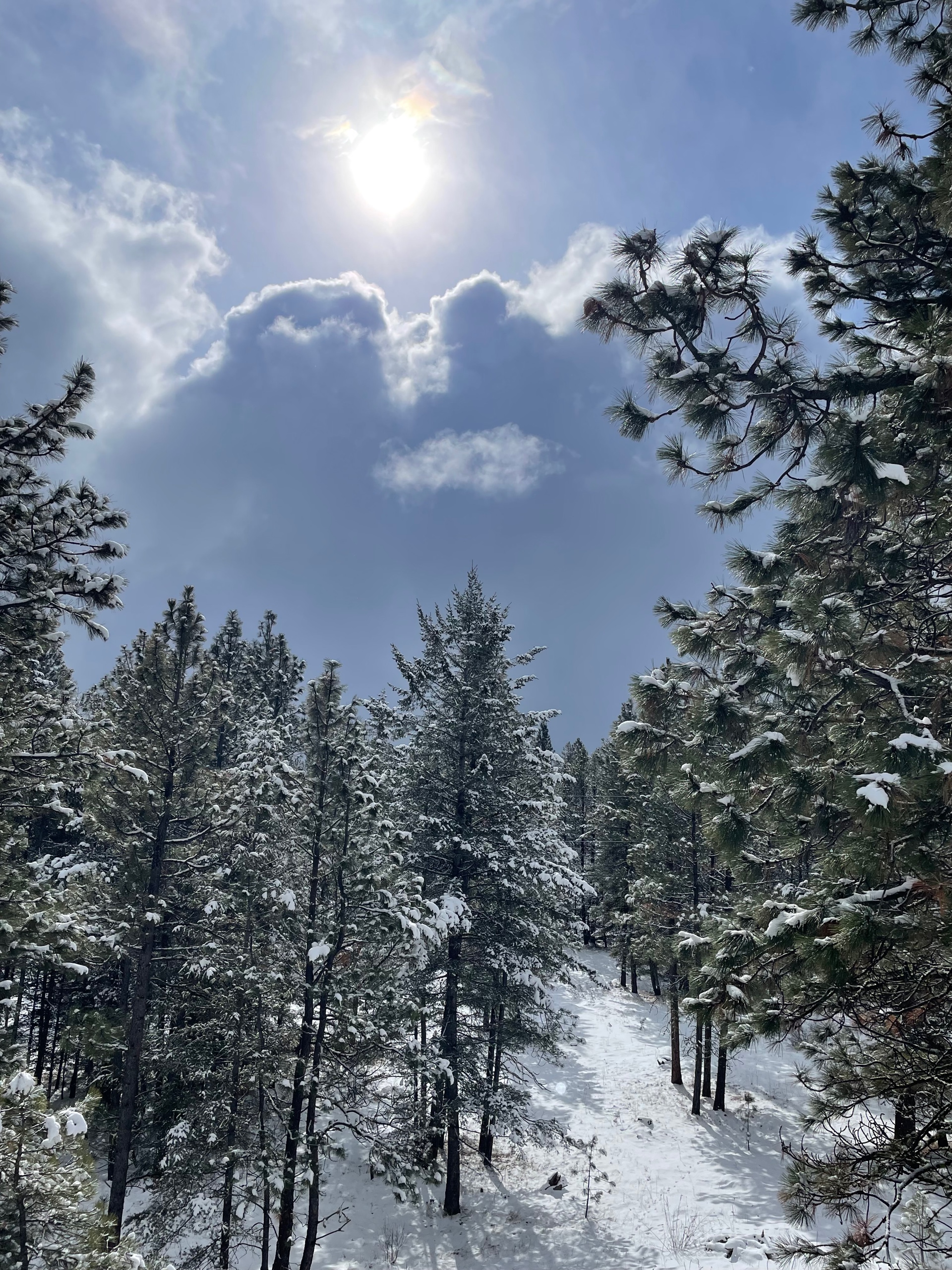 Earthlywanderings (cryptoarts.lens) Lens social identity (.lens handle) PFP