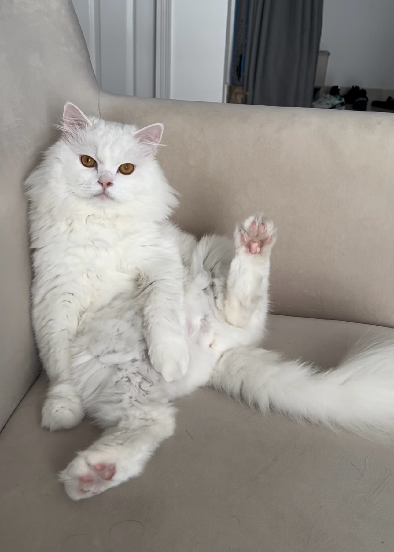 Adam0x123 (adam0x.lens) Lens social identity (.lens handle) PFP