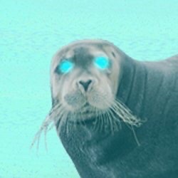 NoSeals (noseals.lens) Lens social identity (.lens handle) PFP