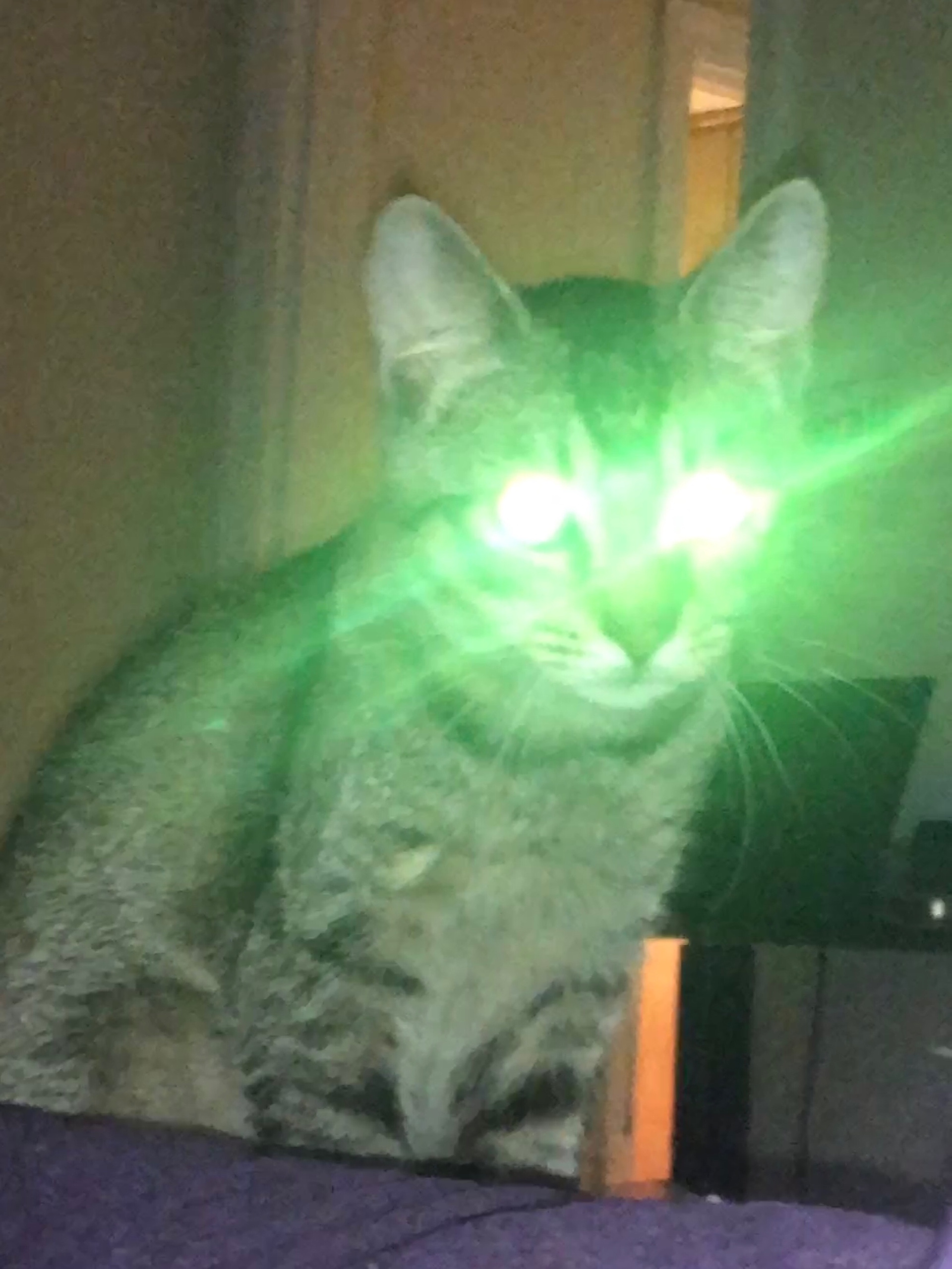 DonPedro (donpedro.lens) Lens social identity (.lens handle) PFP