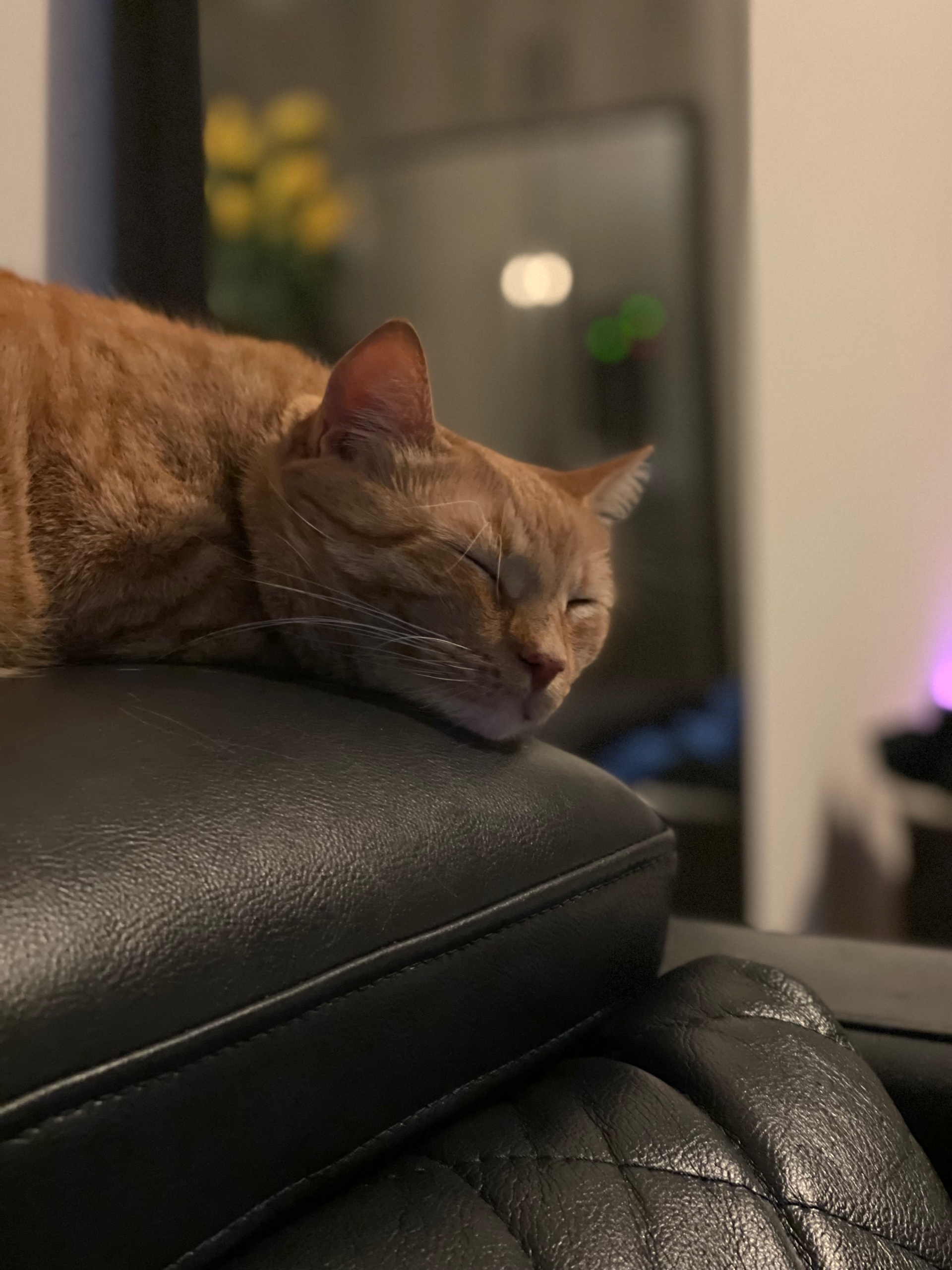 CatDaddy (yellowbelly.lens) Lens social identity (.lens handle) PFP