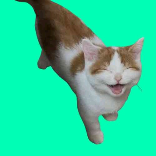 Kucing (peepses.lens) Lens social identity (.lens handle) PFP