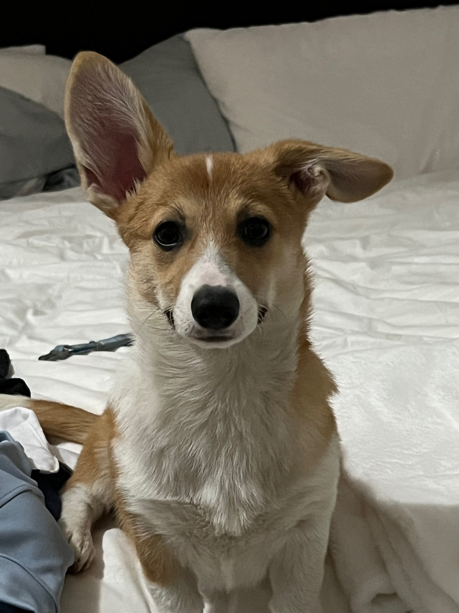 Patrick (therealspatrick.lens) Lens social identity (.lens handle) PFP