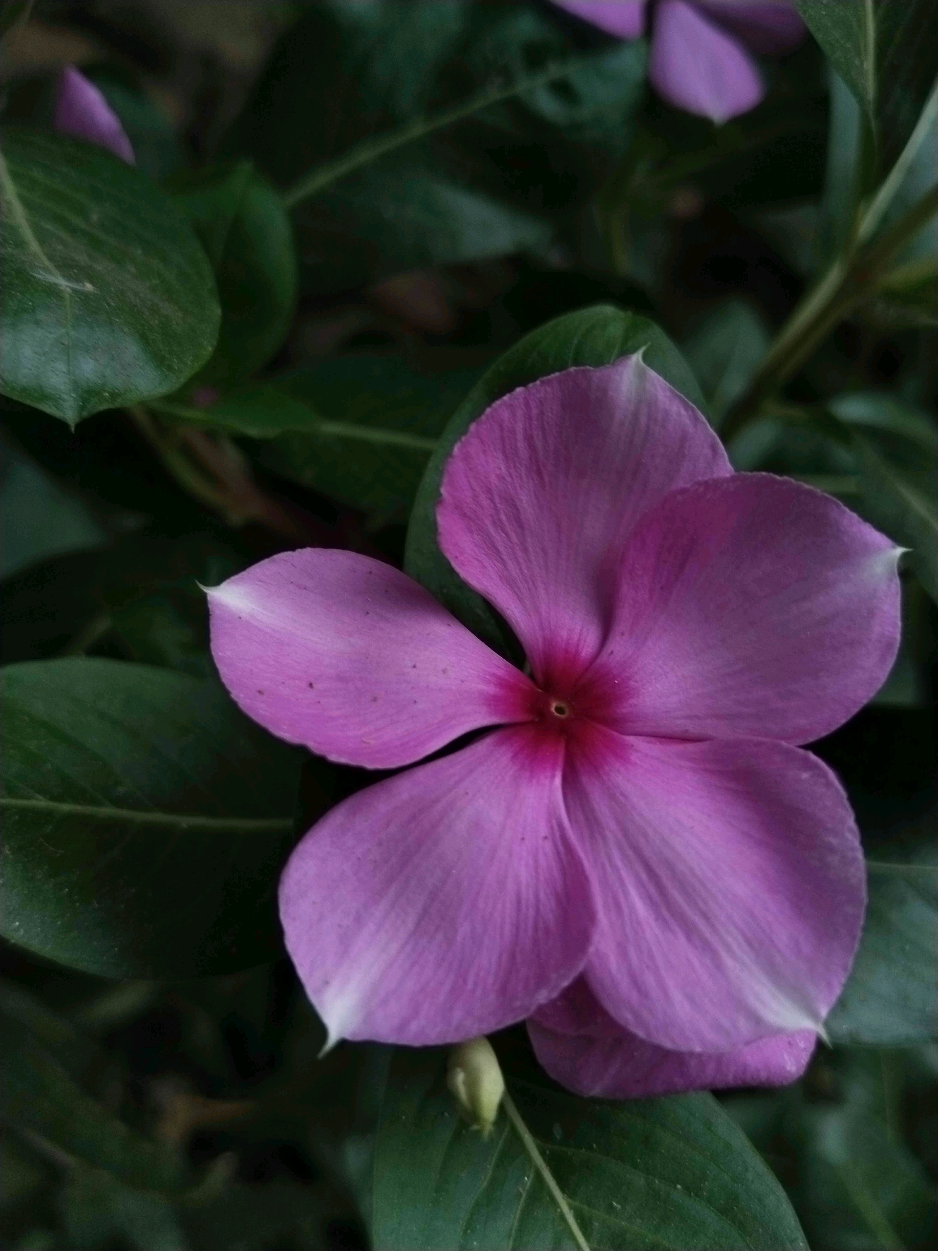 tuli (tikare.lens) Lens social identity (.lens handle) PFP