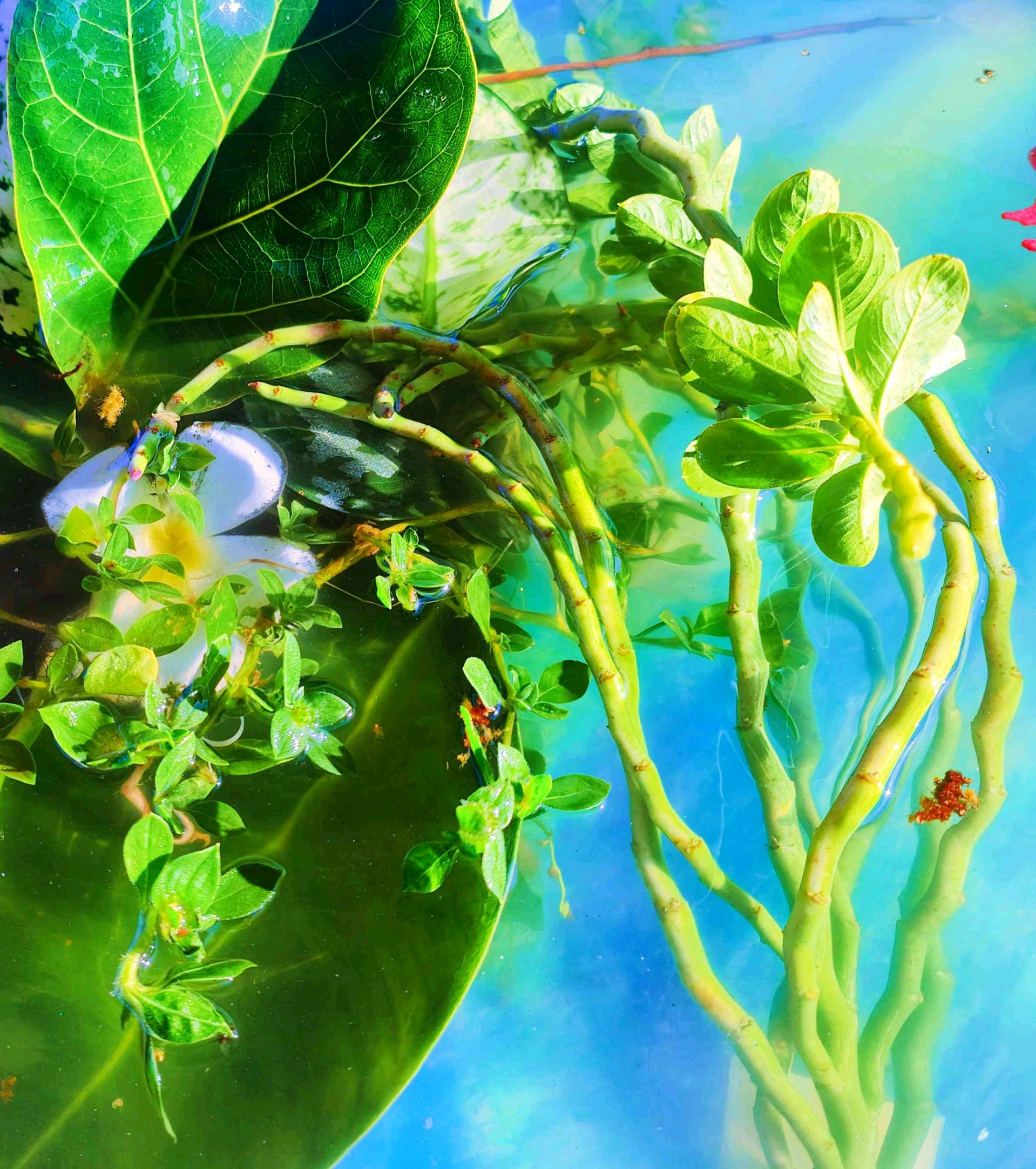 Humid Creativity (humidcreativity.lens) Lens social identity (.lens handle) PFP