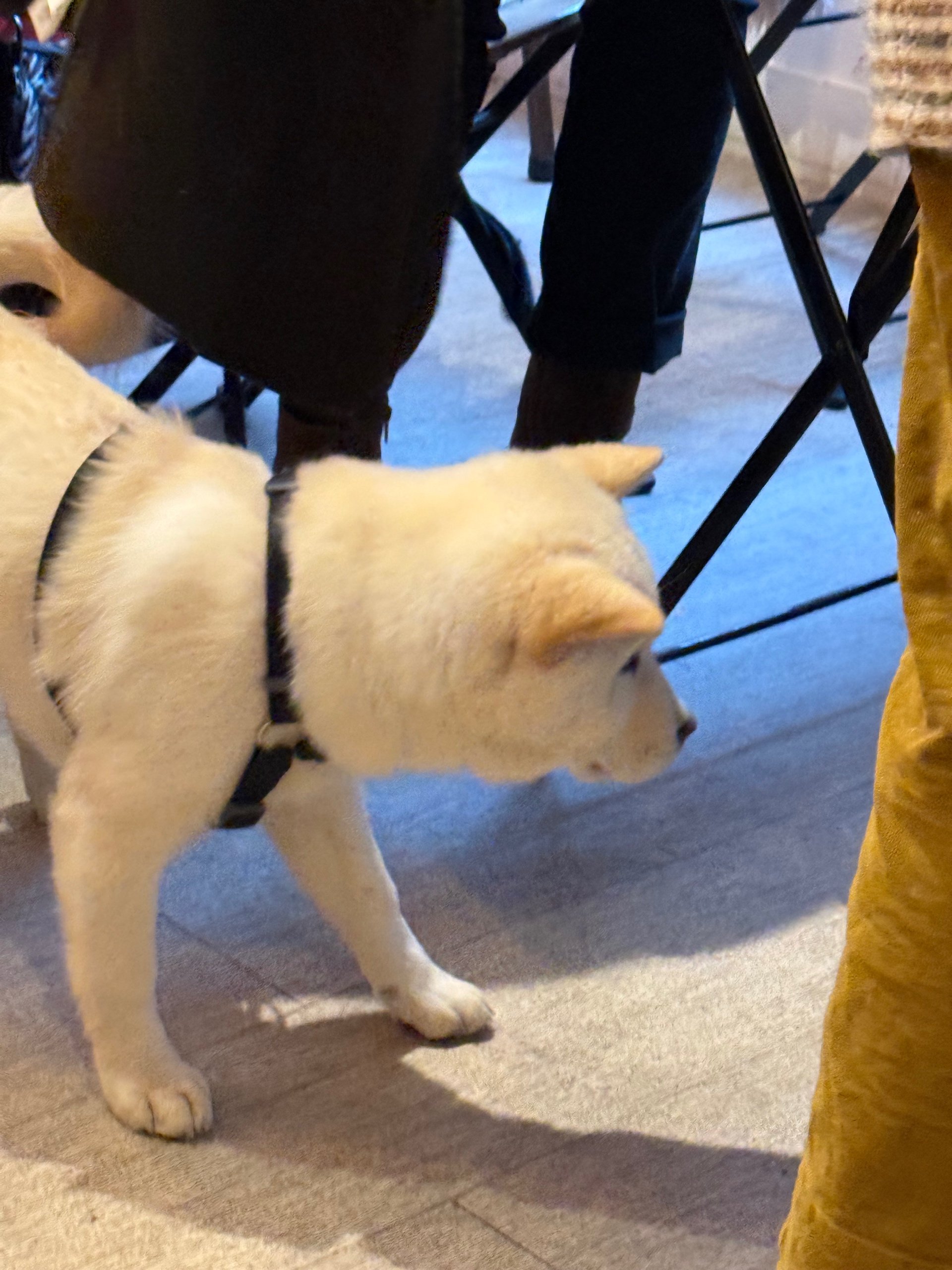 ani.eth (aniciaga.lens) Lens social identity (.lens handle) PFP