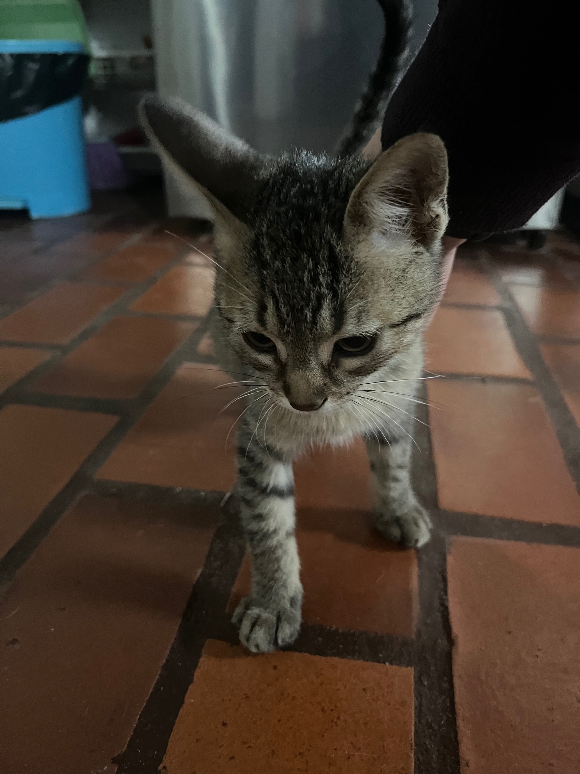 ndots (ndotsoptlv.lens) Lens social identity (.lens handle) PFP