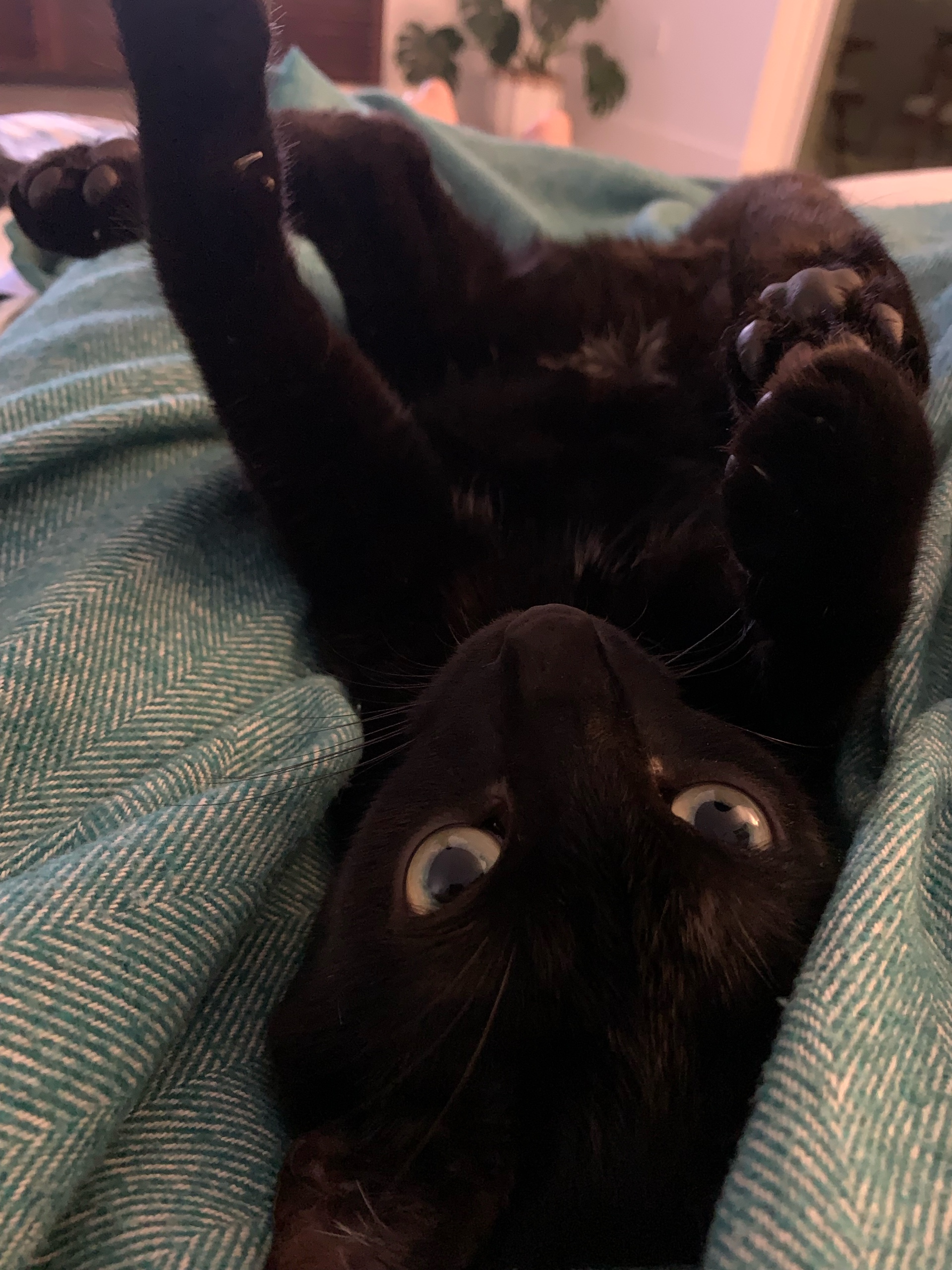 H (htotheoh.lens) Lens social identity (.lens handle) PFP