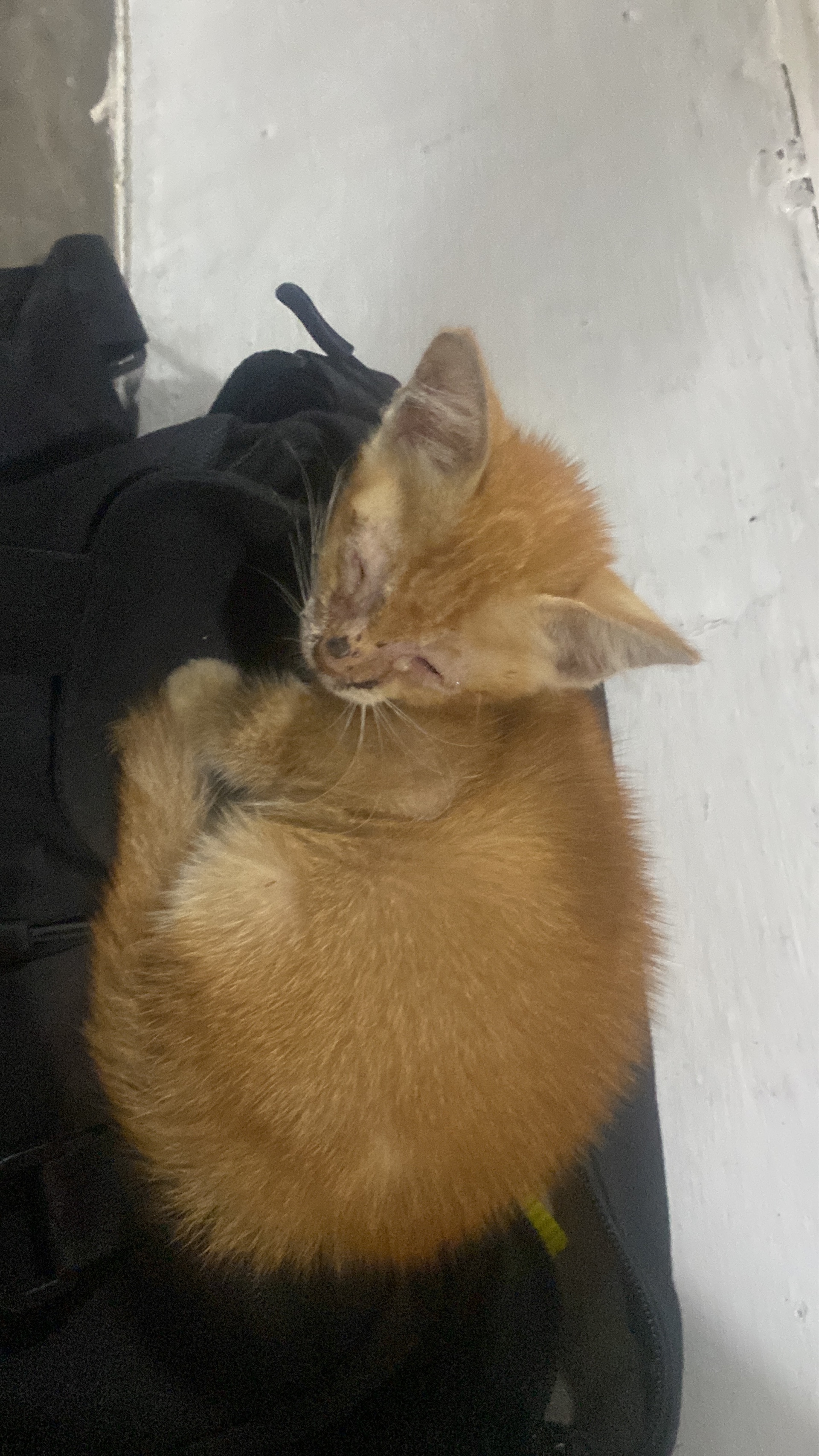 pain (painforreal.lens) Lens social identity (.lens handle) PFP