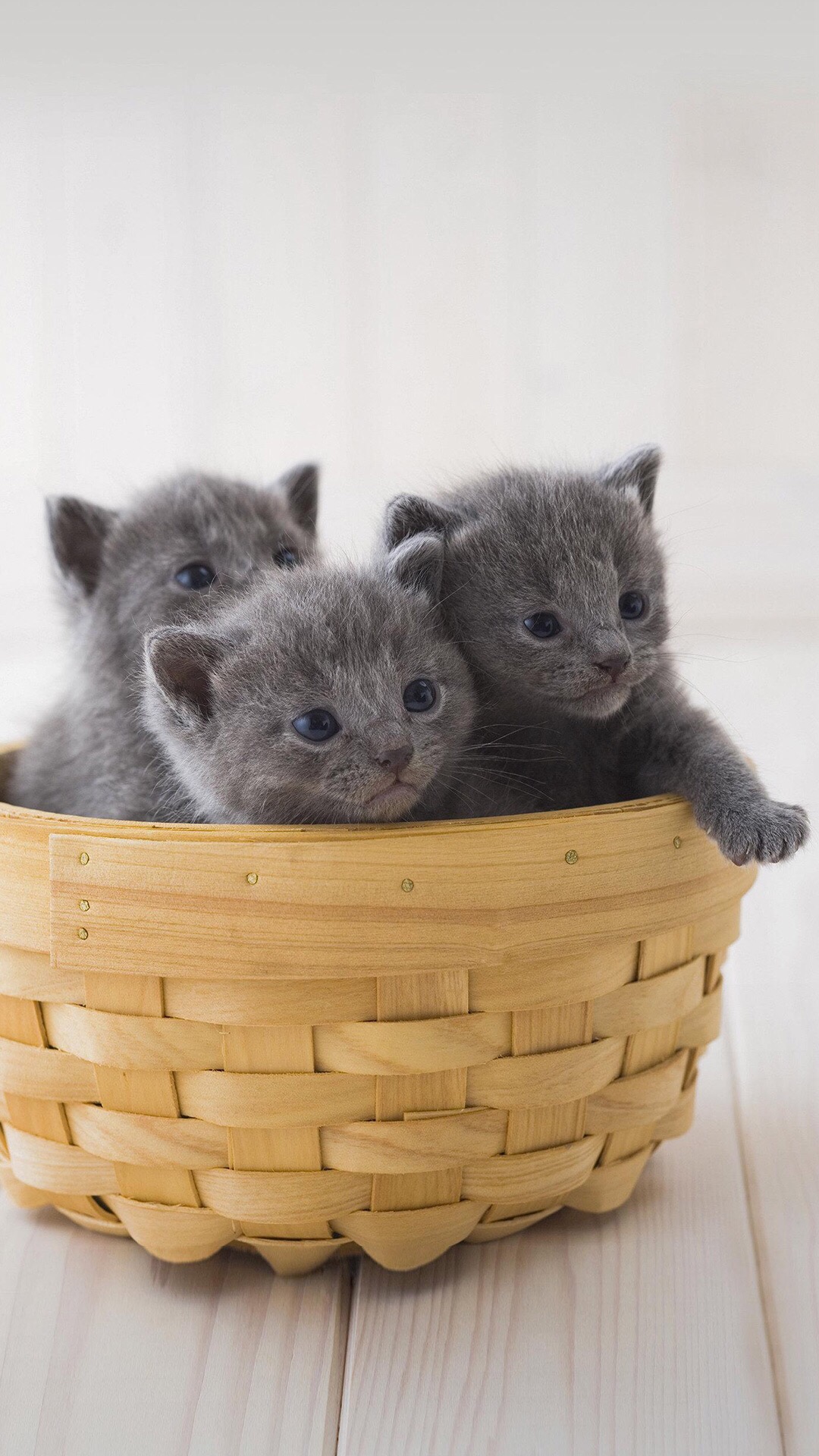 Nmnjo (lens88669.lens) Lens social identity (.lens handle) PFP