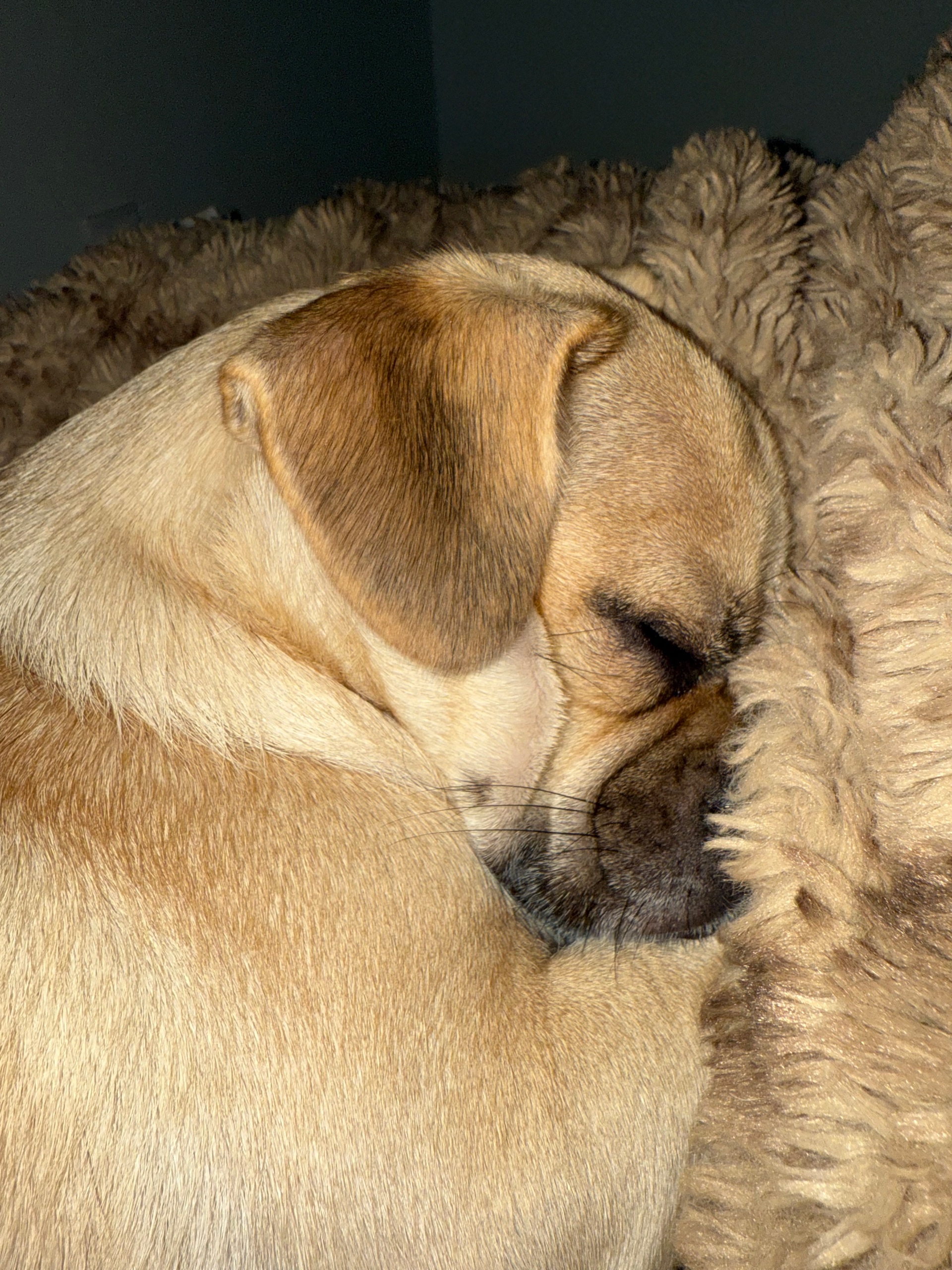 twanz (twanz.lens) Lens social identity (.lens handle) PFP