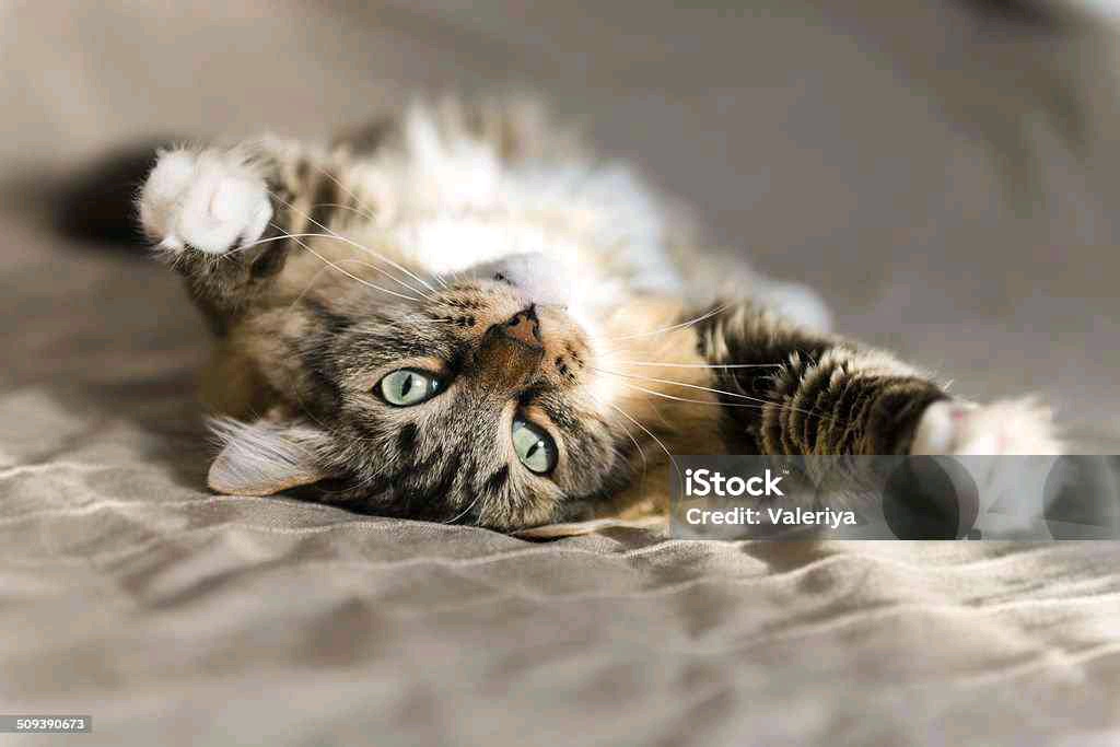 Alamin Molla (jonymolla.lens) Lens social identity (.lens handle) PFP