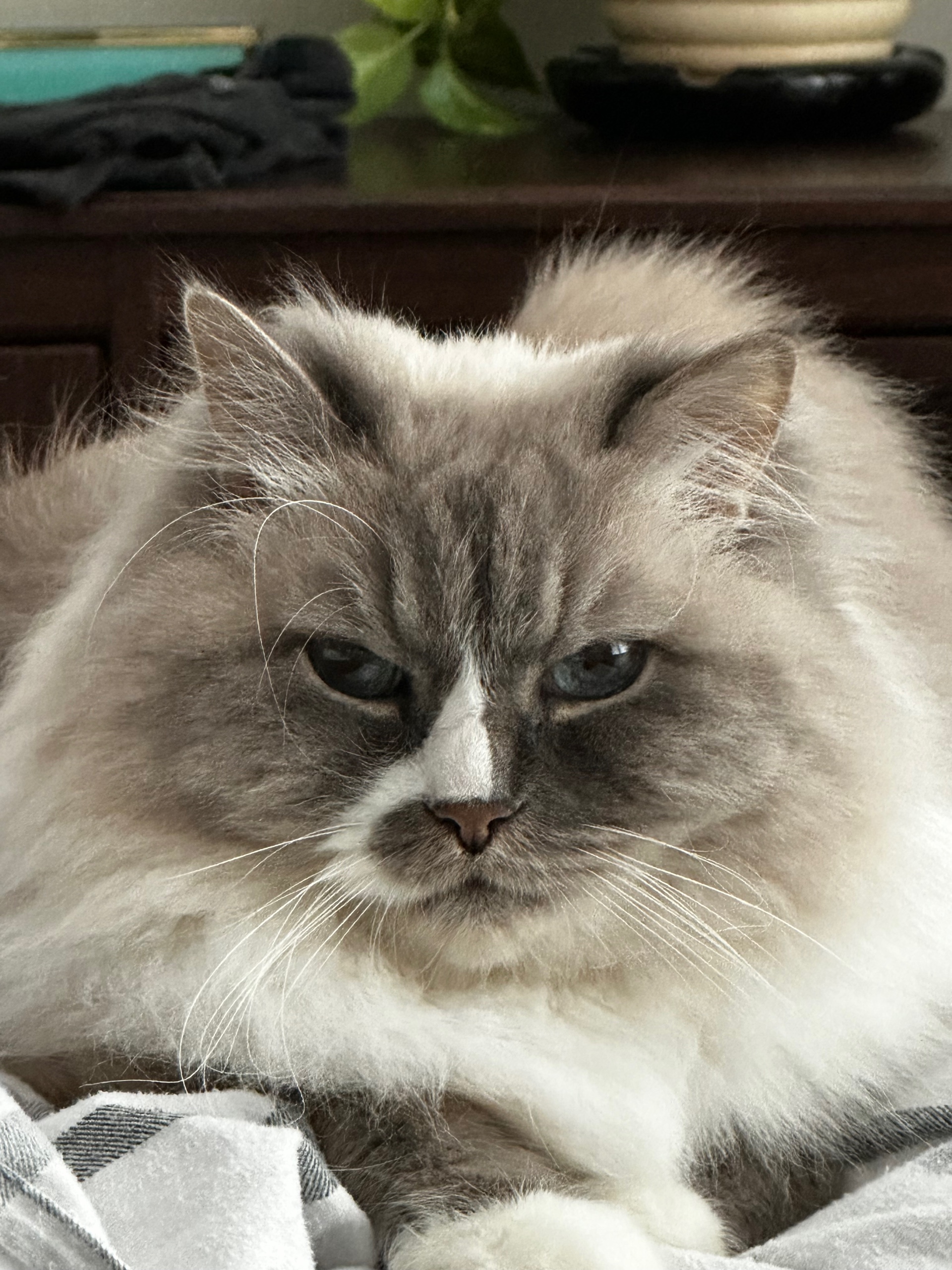 sandrews (sandrews.lens) Lens social identity (.lens handle) PFP