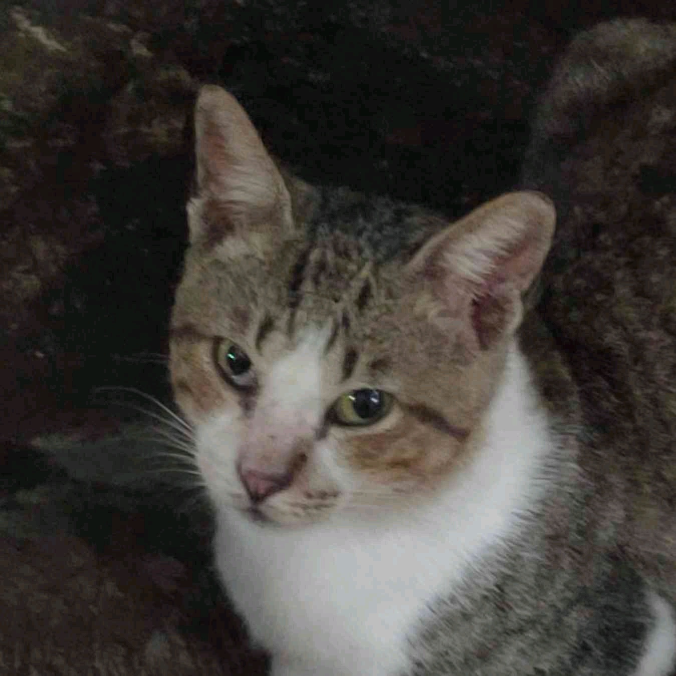 Nadjib (skyzo.lens) Lens social identity (.lens handle) PFP