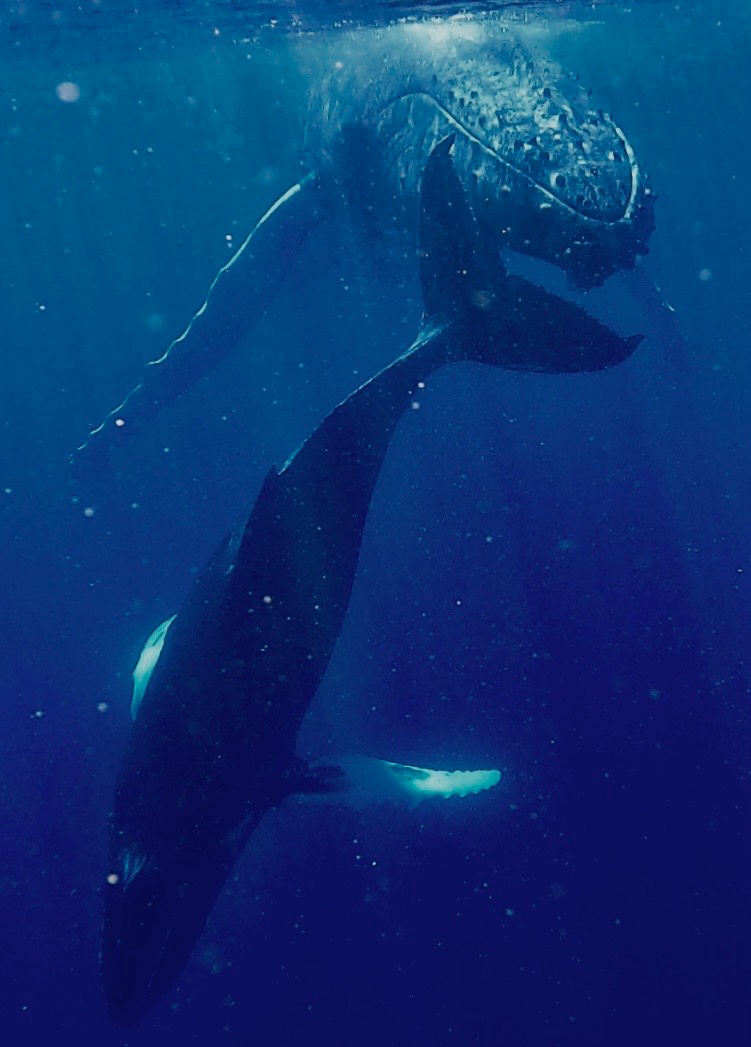 angiefreediver (angiefreediver.lens) Lens social identity (.lens handle) PFP