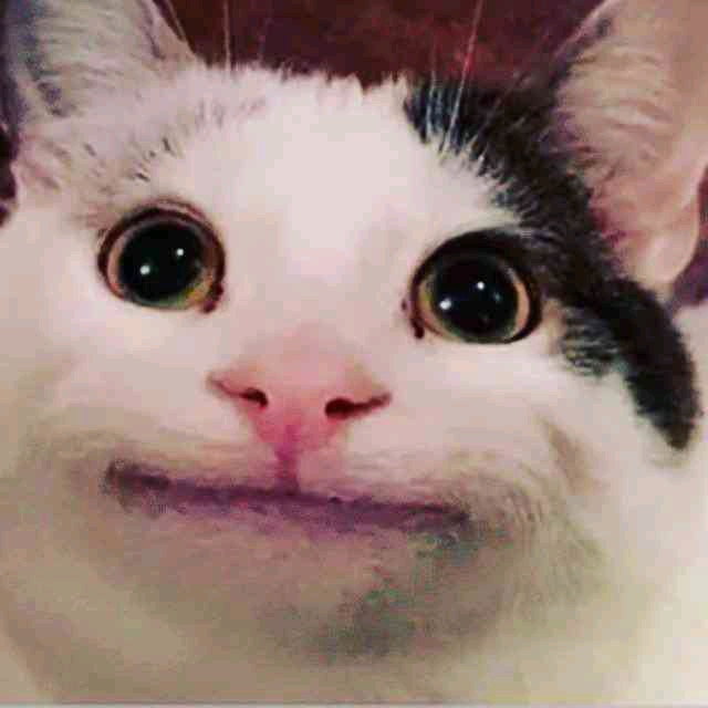 btcboi (btcbtcbtc.lens) Lens social identity (.lens handle) PFP