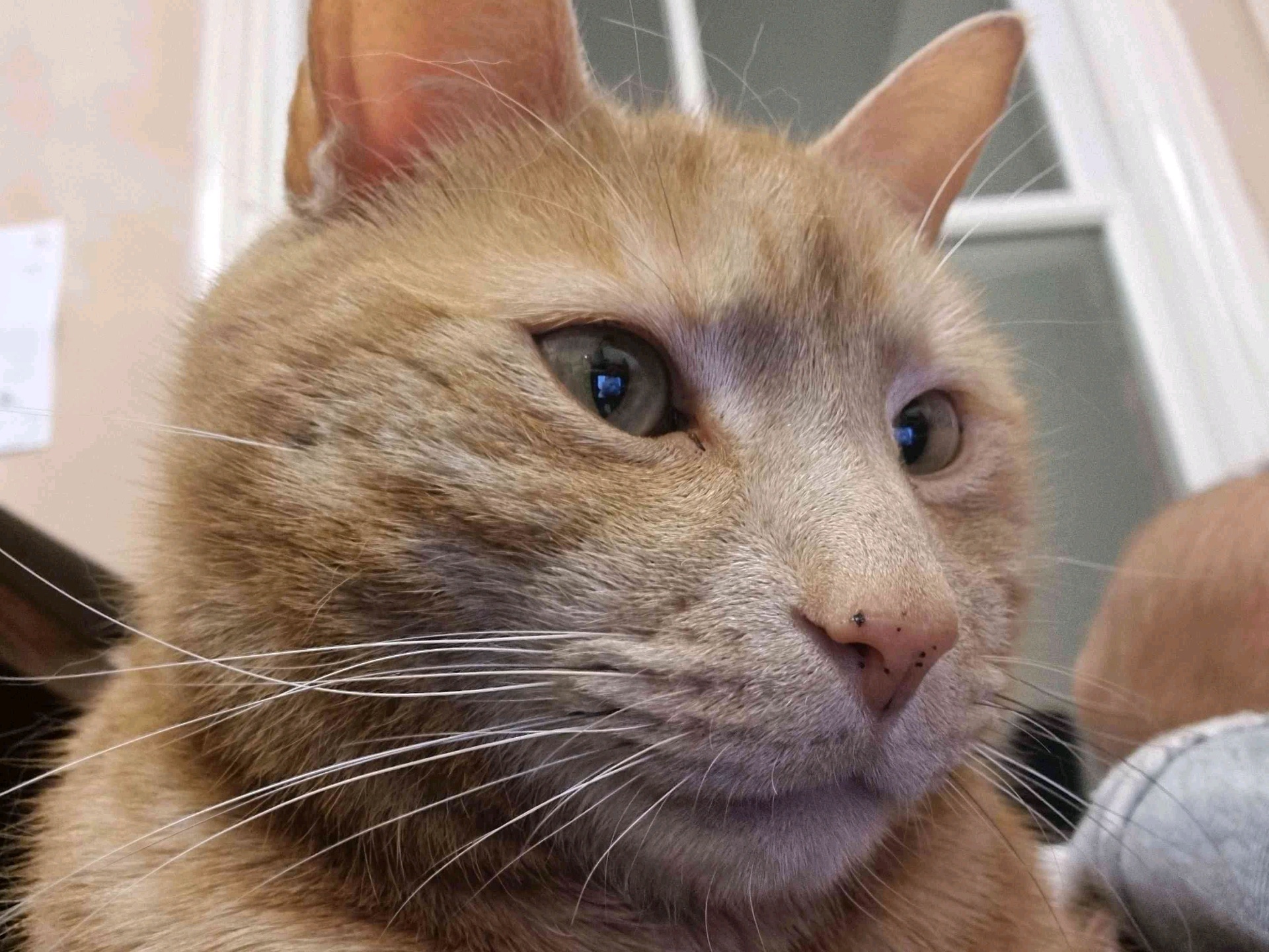 Metavatis (metavatis.lens) Lens social identity (.lens handle) PFP