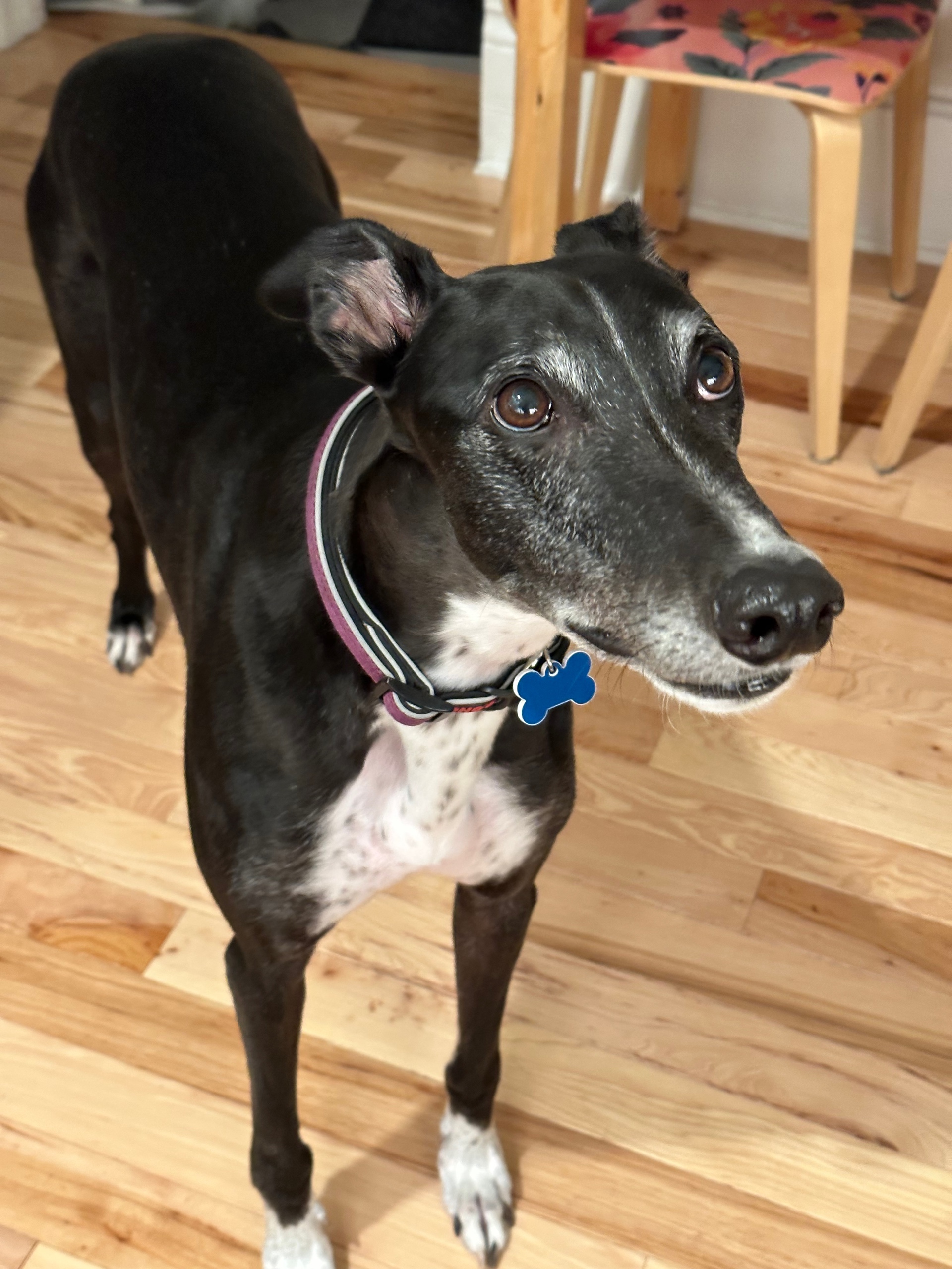 Greyhound/10 (greyhound10.lens) Lens social identity (.lens handle) PFP