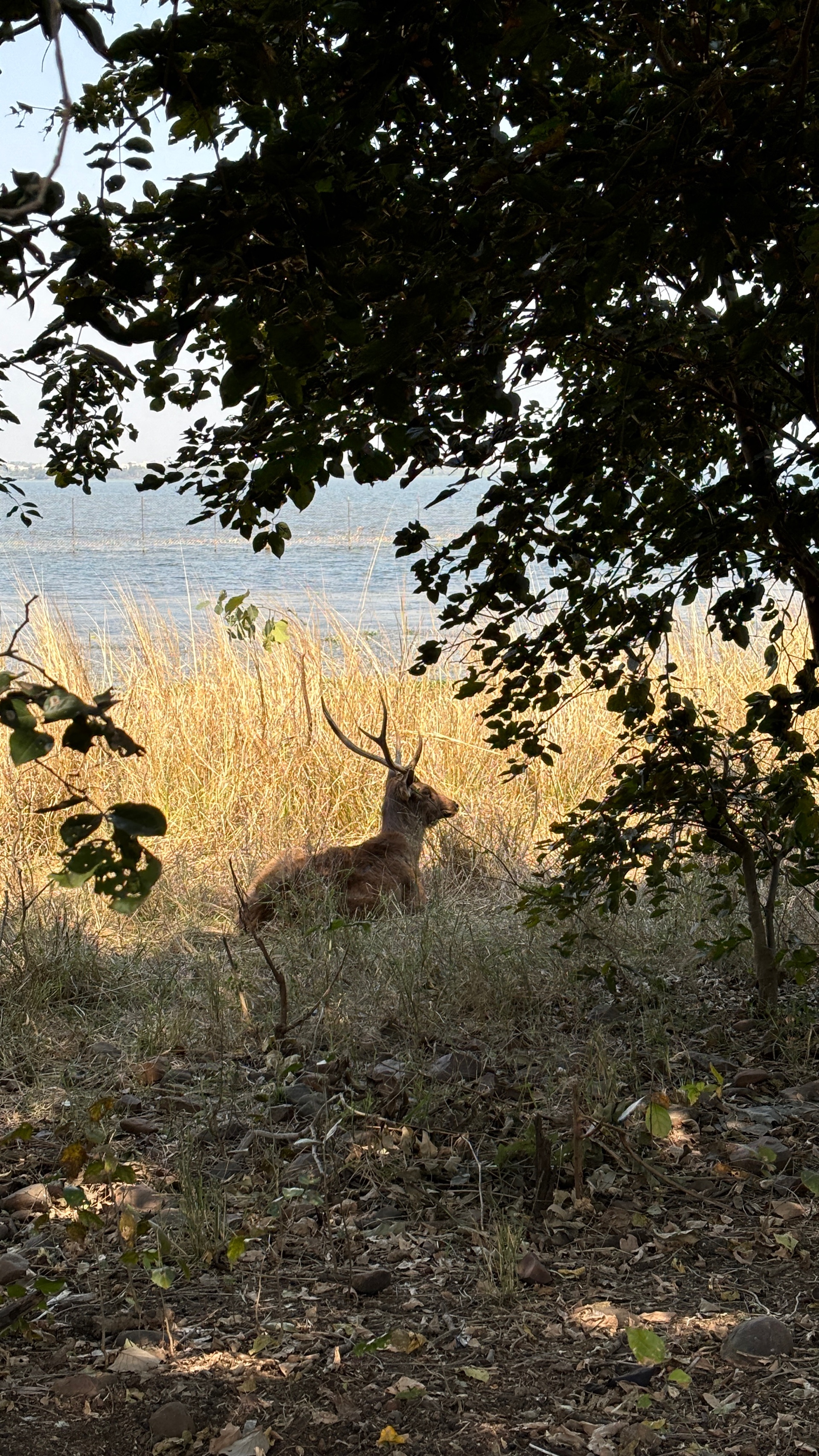 Siddharth Chouhan (siddharth7.lens) Lens social identity (.lens handle) PFP