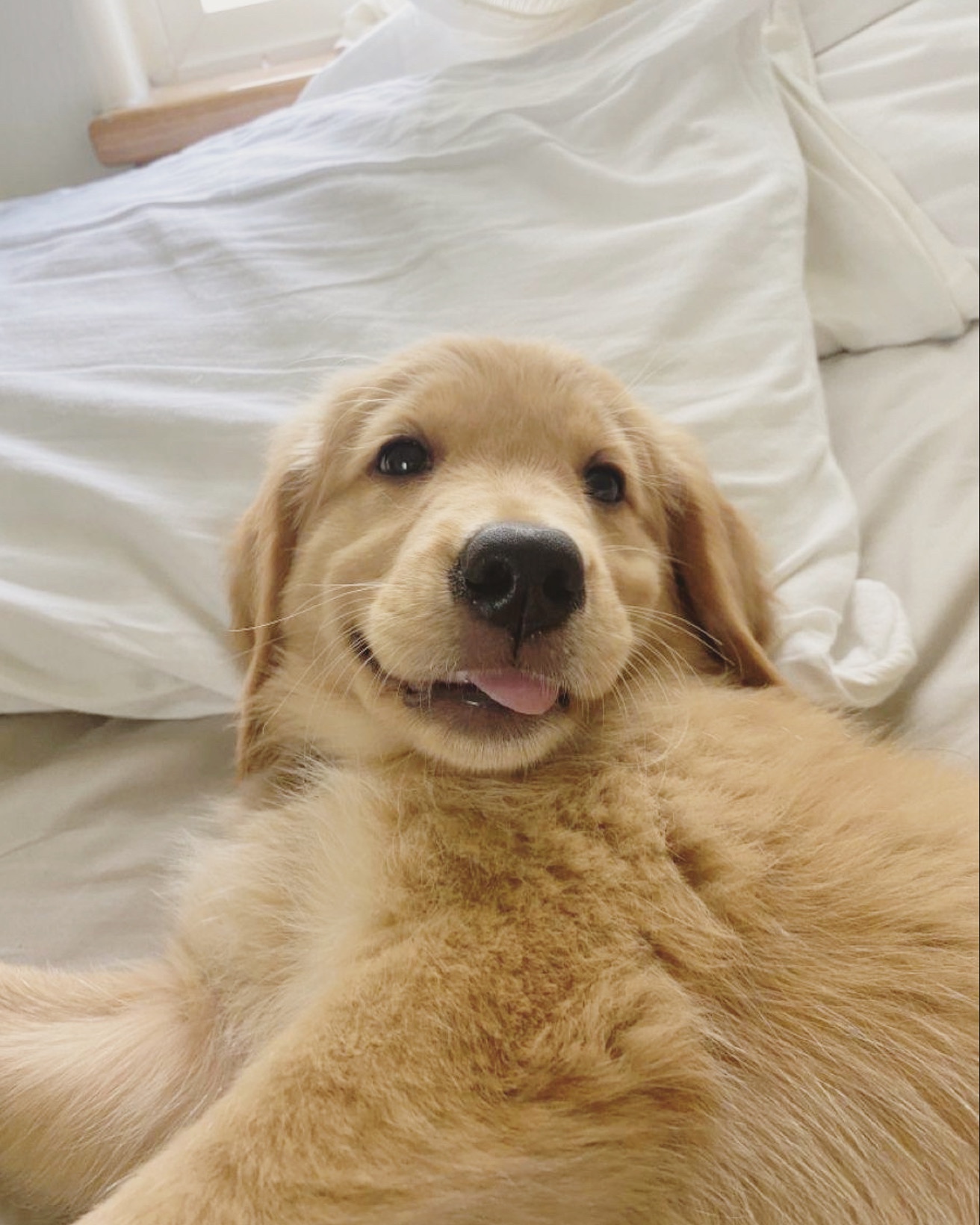 satomshi (anuchit.lens) Lens social identity (.lens handle) PFP