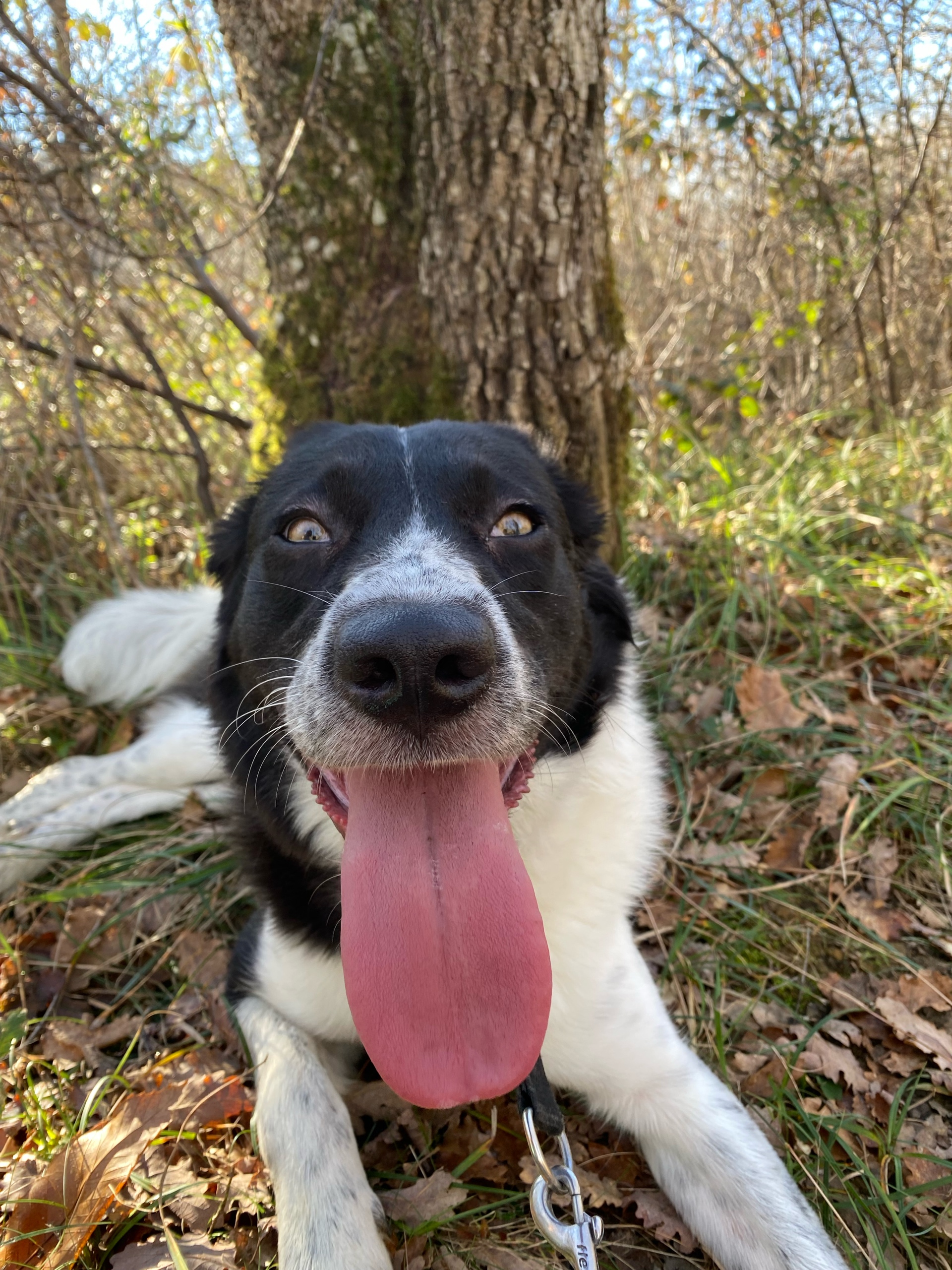 pipcoin (lbishopc.lens) Lens social identity (.lens handle) PFP