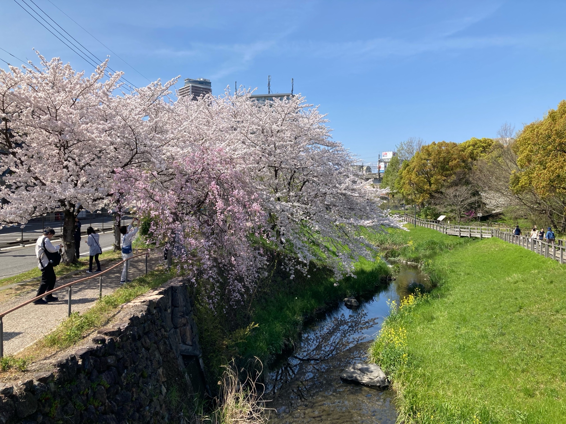 angoushisann (angoushisan.lens) Lens social identity (.lens handle) PFP