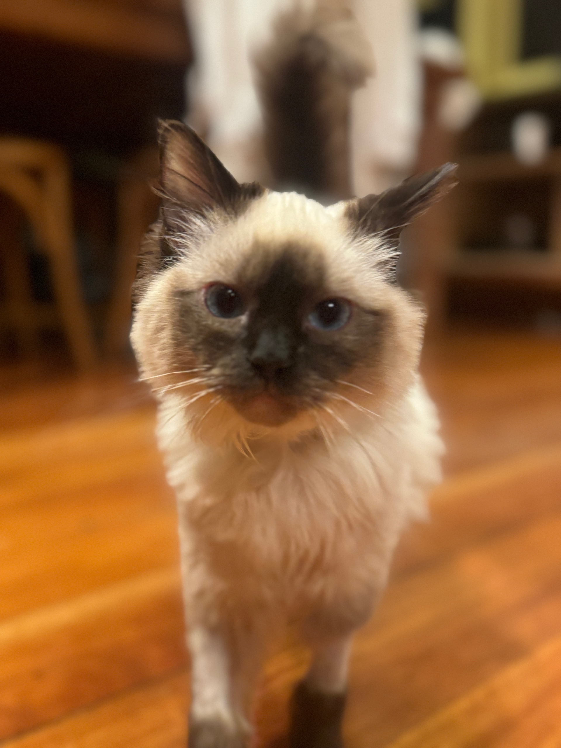 Squish (squish.lens) Lens social identity (.lens handle) PFP