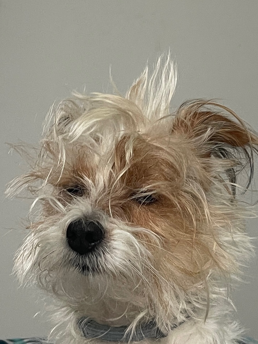 swampnet (swampnet.lens) Lens social identity (.lens handle) PFP