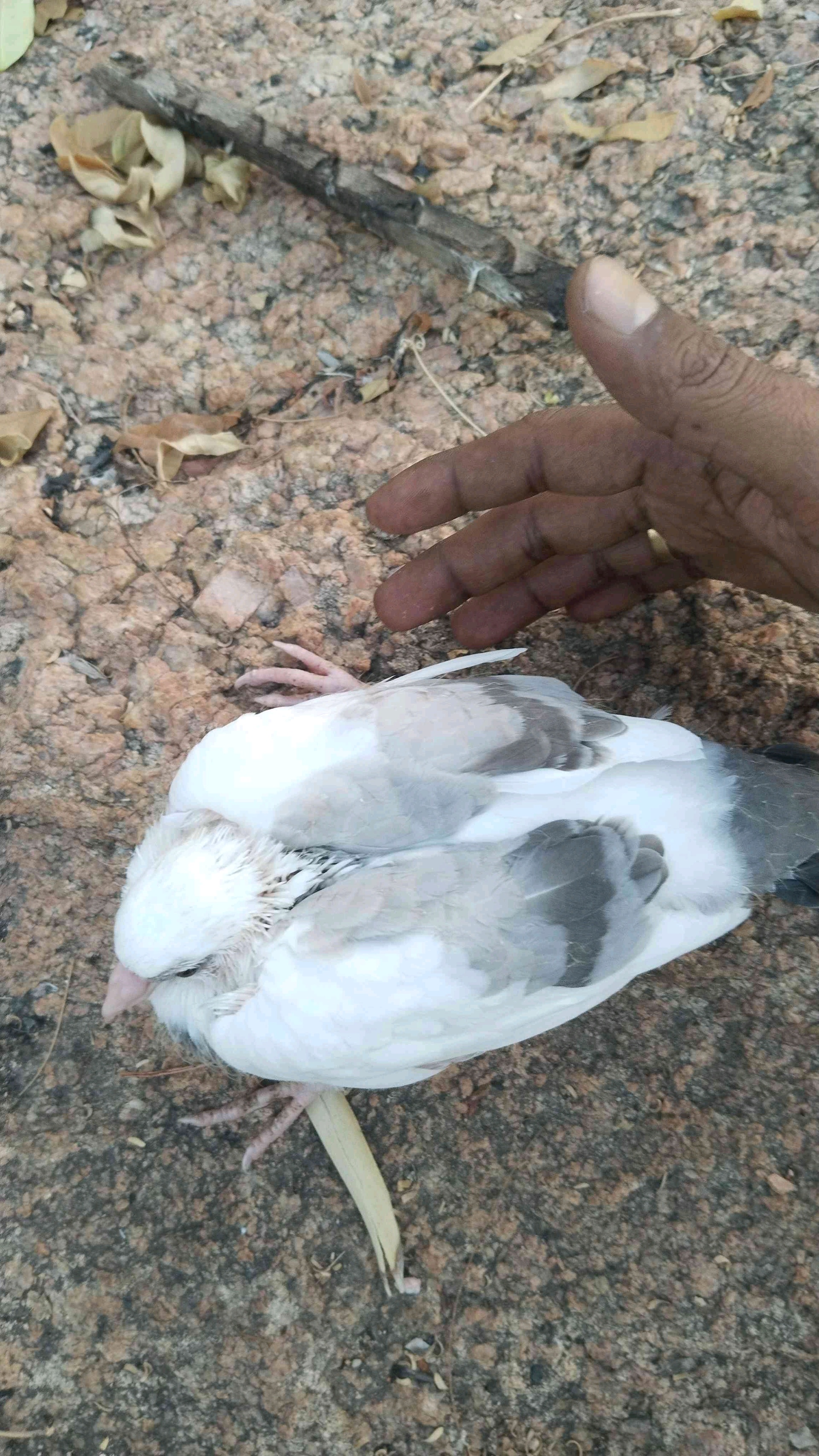 sarnith (elonmama.lens) Lens social identity (.lens handle) PFP