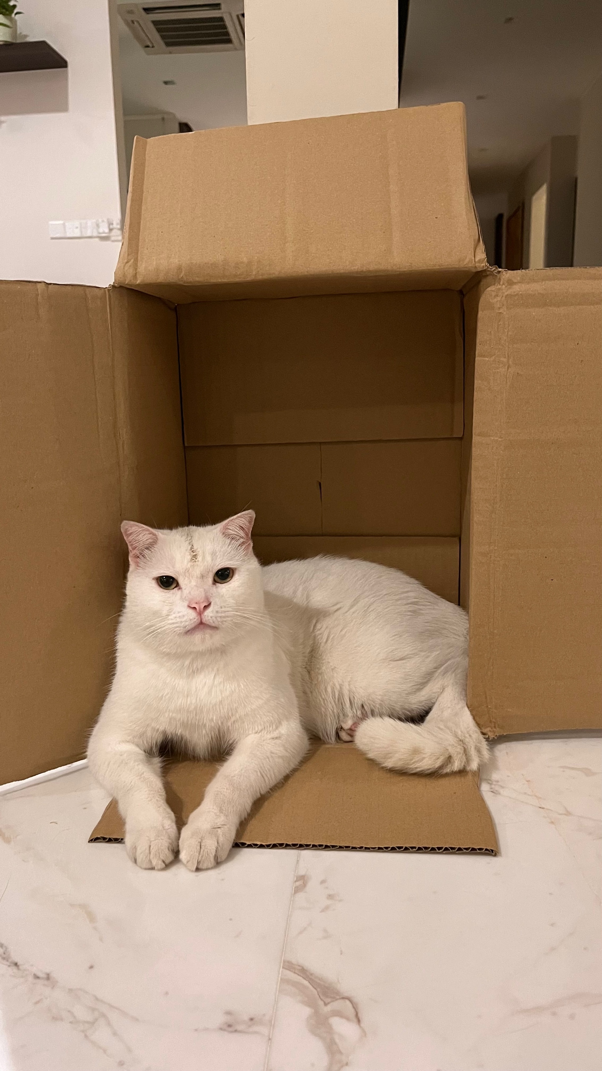 Adam Huss (adamwhosane.lens) Lens social identity (.lens handle) PFP