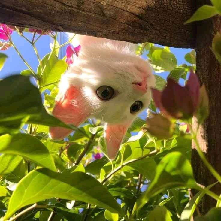 lalauni.lens Lens social identity (.lens handle) PFP