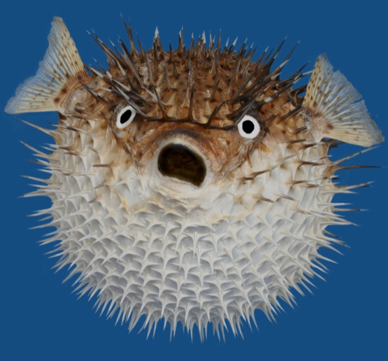 DeuceeDeuce (deuceedeuce.lens) Lens social identity (.lens handle) PFP