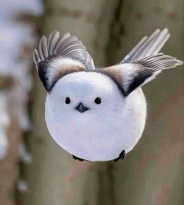 AkifusaYoshi (akifusayoshi.lens) Lens social identity (.lens handle) PFP