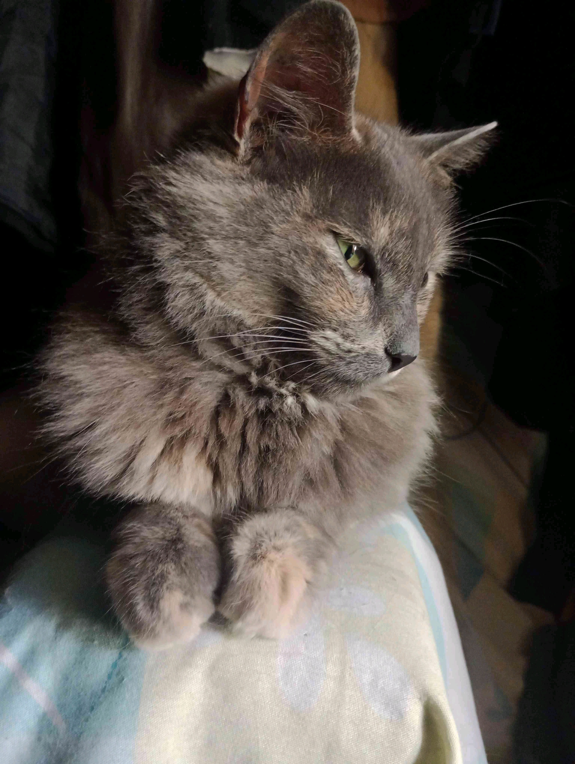 jasmin (jasmin18.lens) Lens social identity (.lens handle) PFP