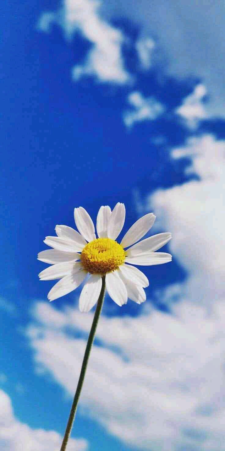 aly (ezzitouny.lens) Lens social identity (.lens handle) PFP