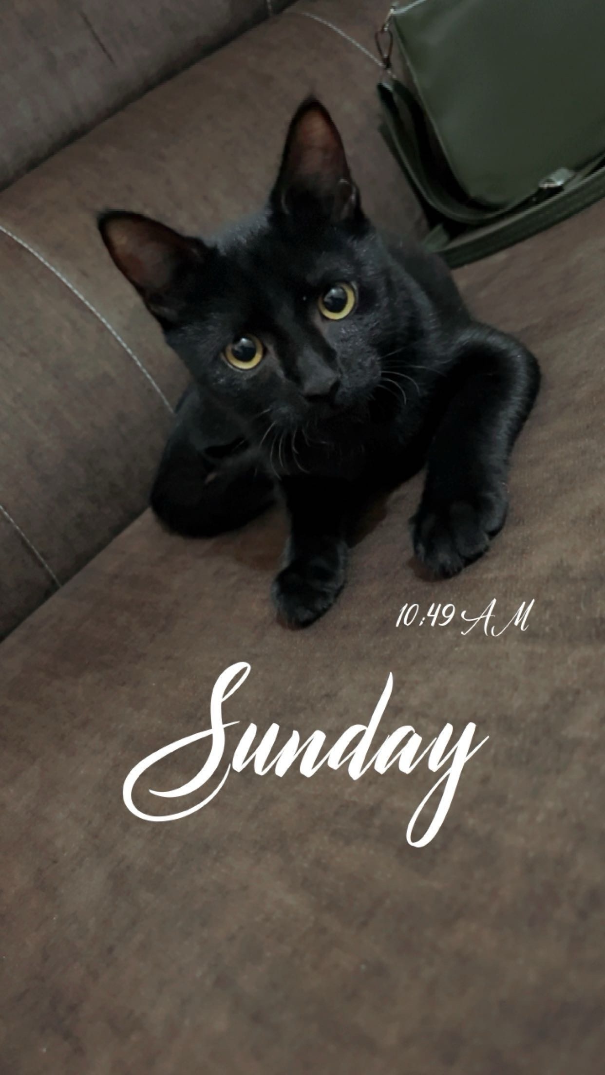 renuka (renukaa.lens) Lens social identity (.lens handle) PFP