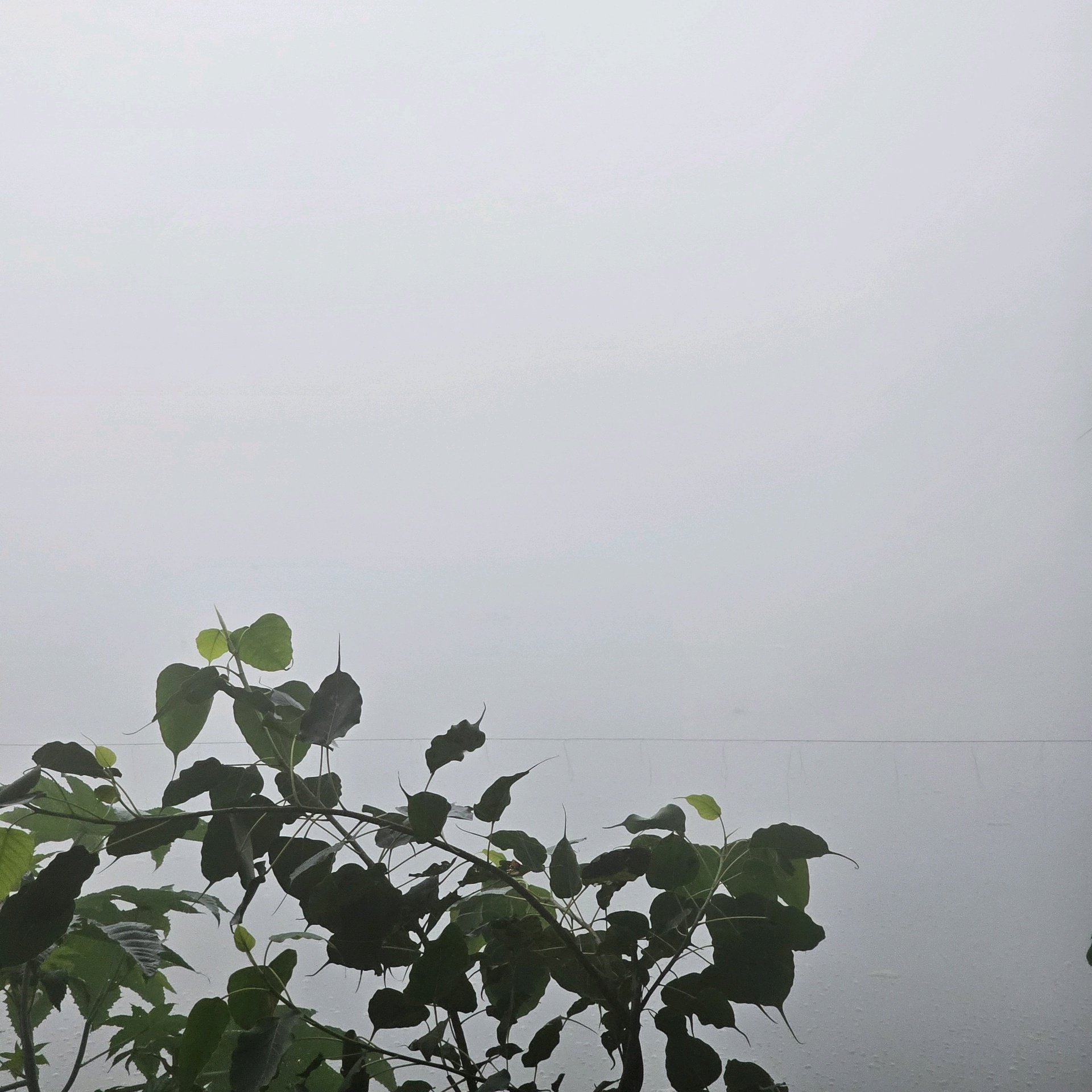 Anon (suryansh2604.lens) Lens social identity (.lens handle) PFP