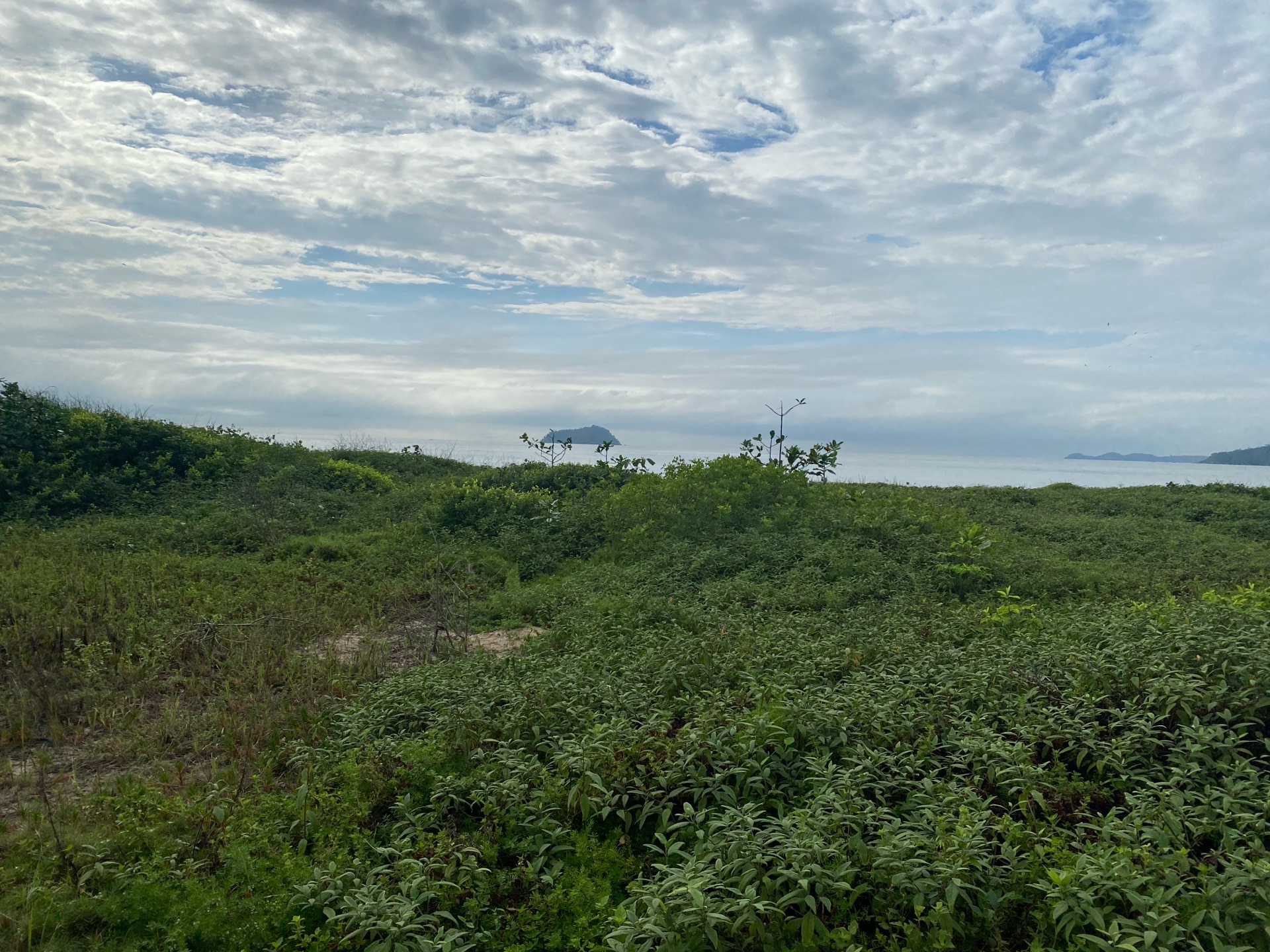 comfio (comfio.lens) Lens social identity (.lens handle) PFP