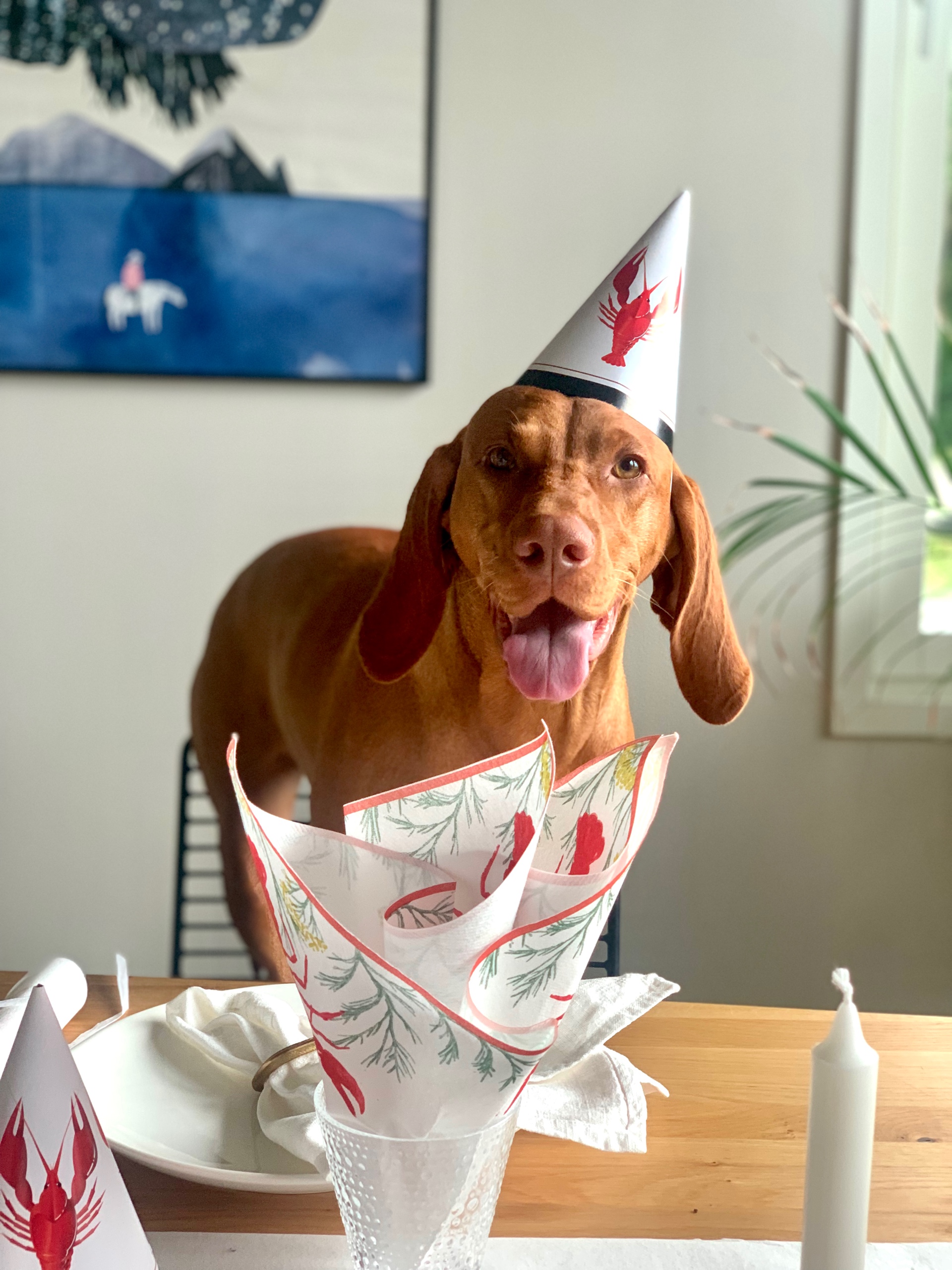 Sampiainen (sampiainen.lens) Lens social identity (.lens handle) PFP