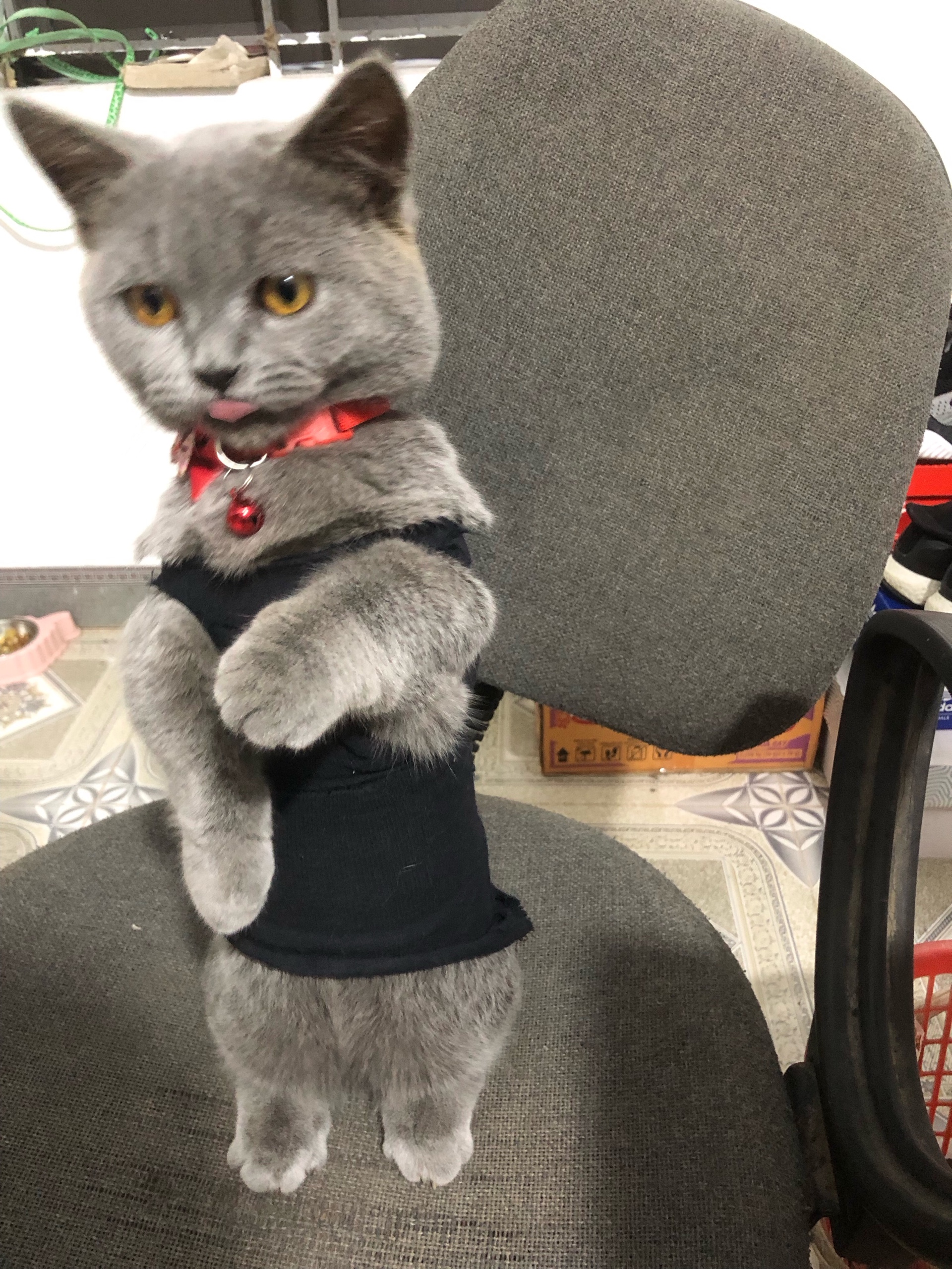 mikemeow (mikemeow.lens) Lens social identity (.lens handle) PFP