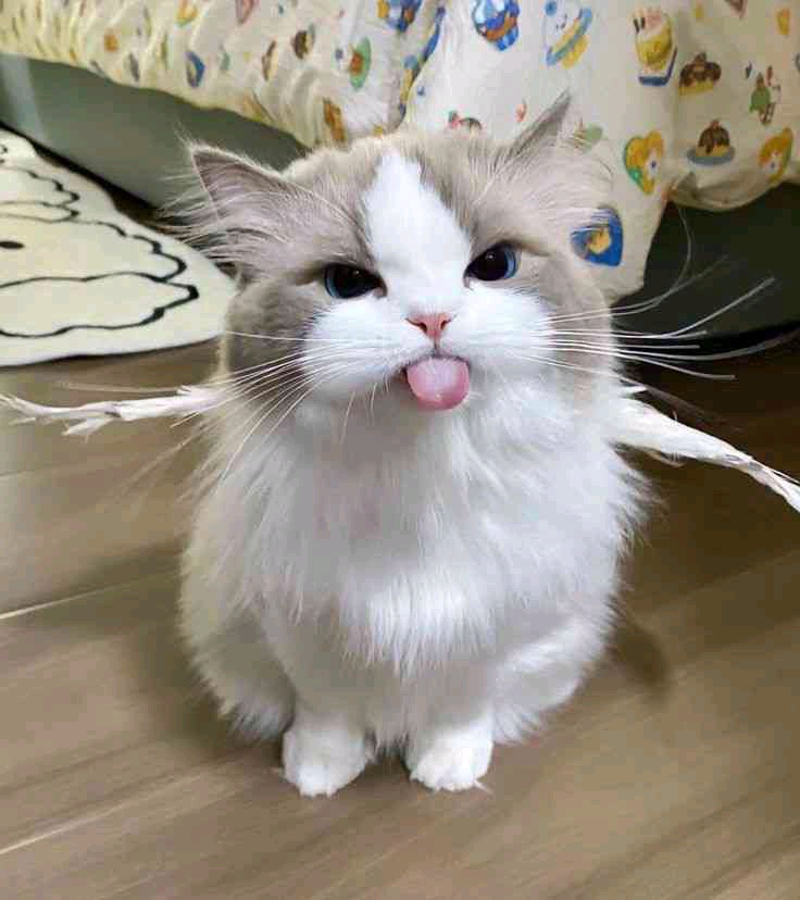 CATMEOW (catmeow.lens) Lens social identity (.lens handle) PFP